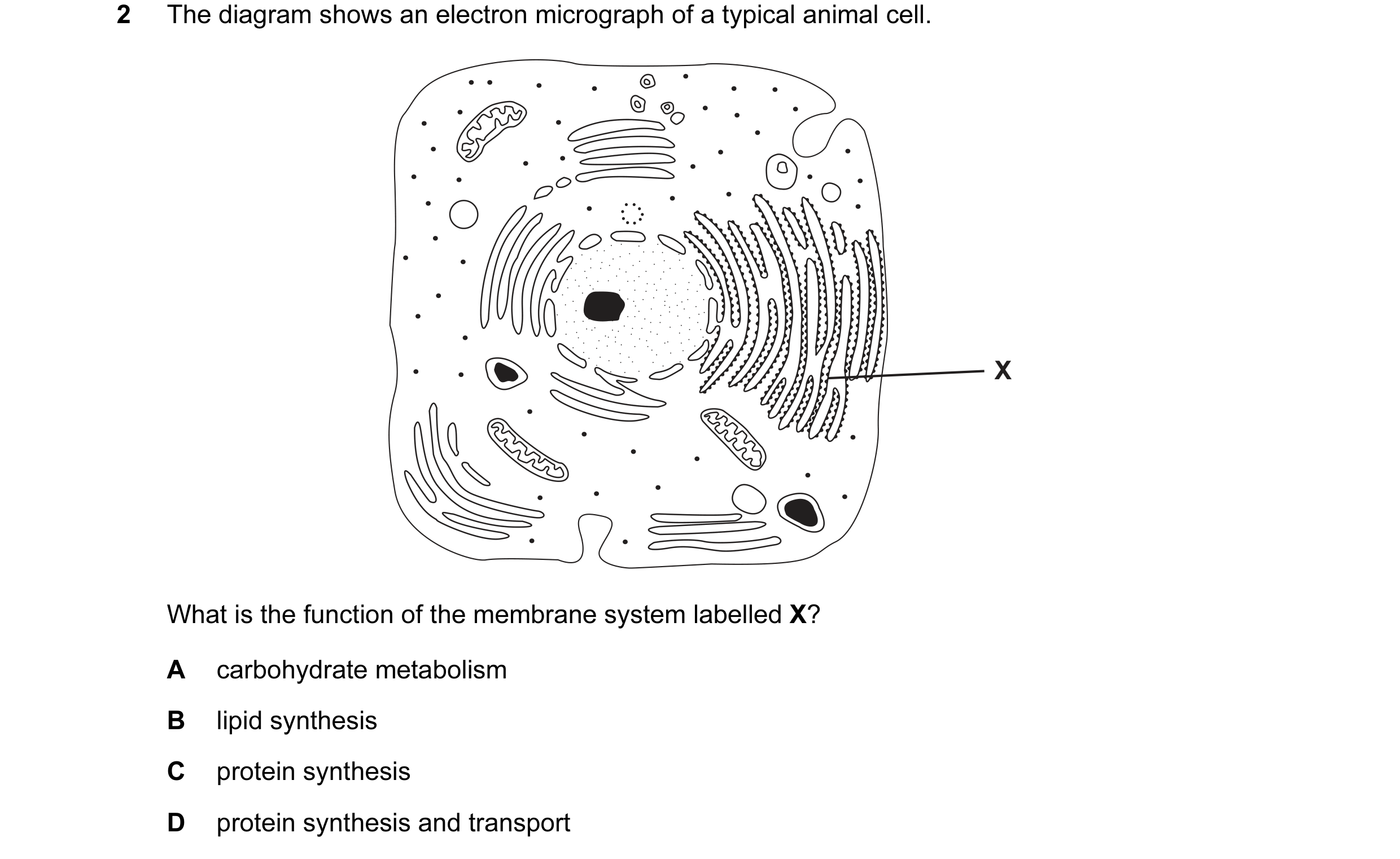 Question 8: The diagram shows an electron micrograph of a typical animal cell. X What is the function of the membrane system labelled X? A carbohydrate…