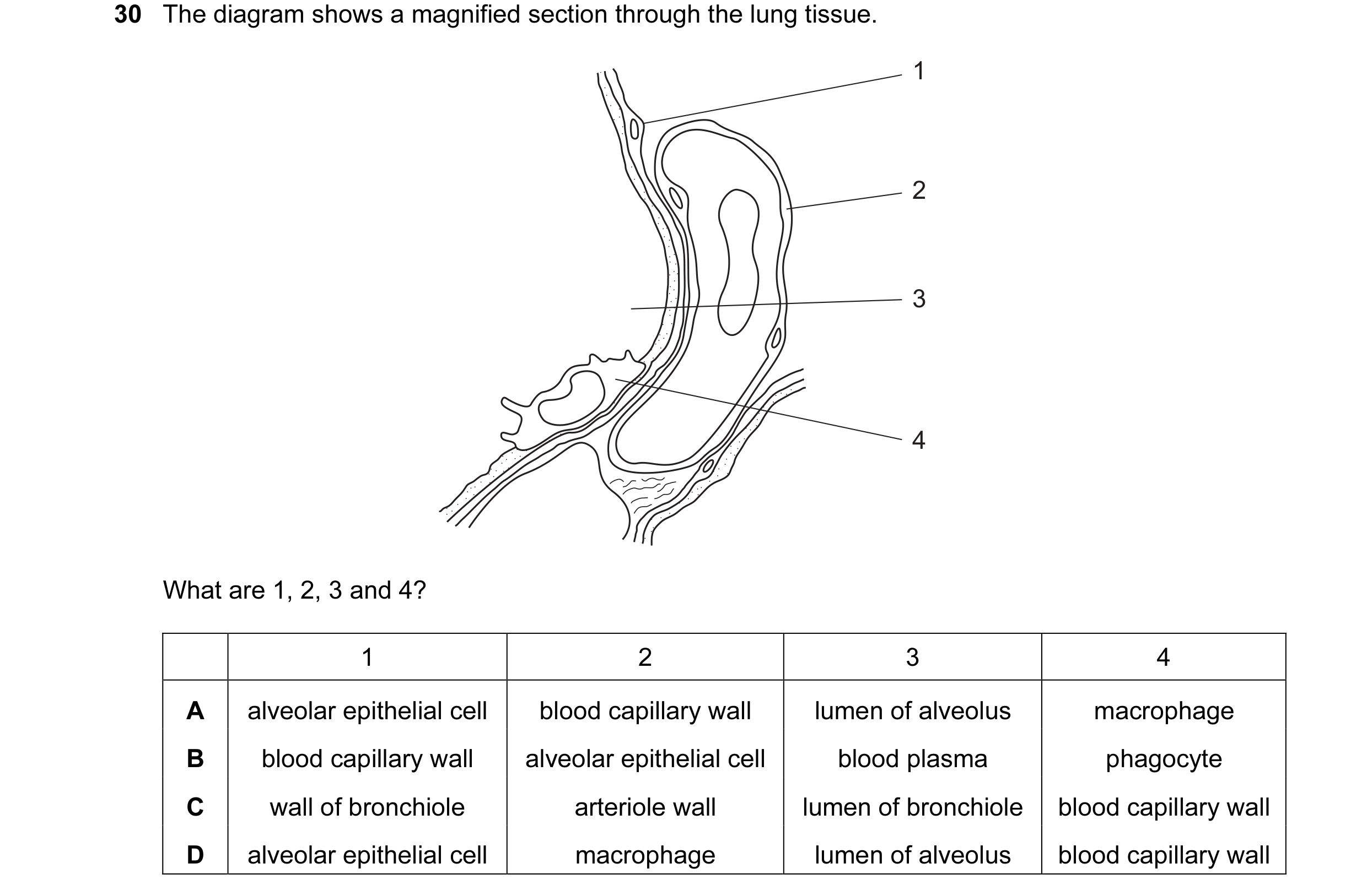 Question 8: The diagram shows a magnified section through the lung tissue. 1 2 3 4 What are 1, 2, 3 and 4? 1 2 3 4 A alveolar epithelial cell blood cap…