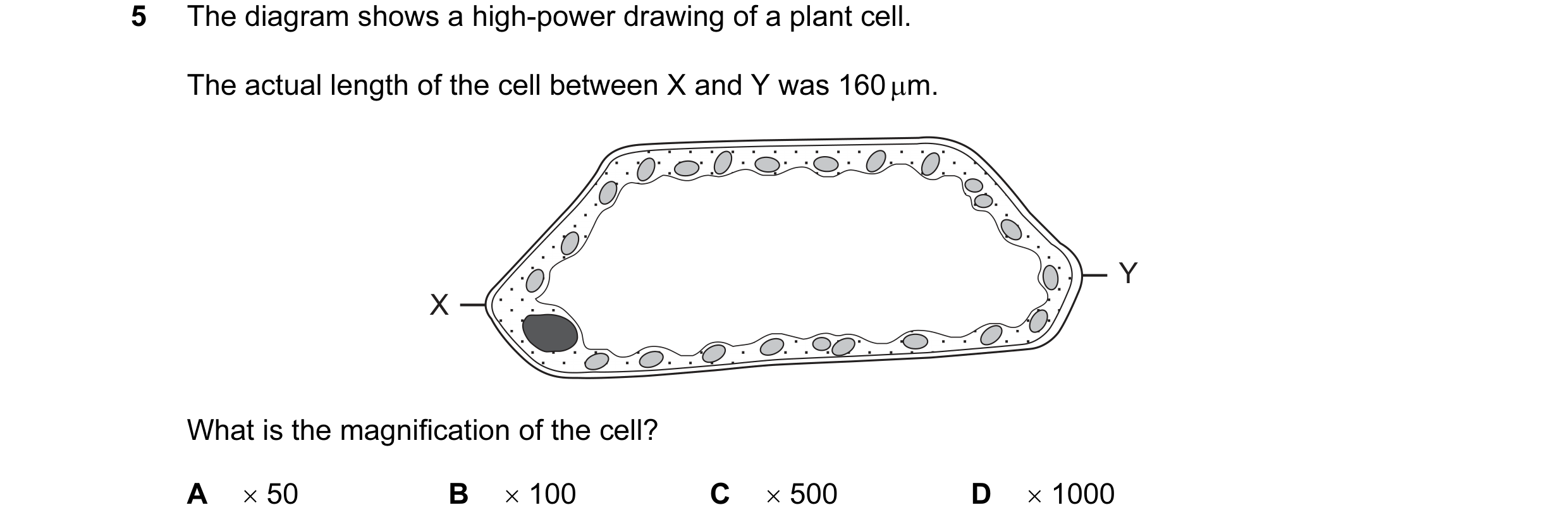 Question 7: The diagram shows a high-power drawing of a plant cell. The actual length of the cell between X and Y was 160 µm. Y X What is the magnifica…