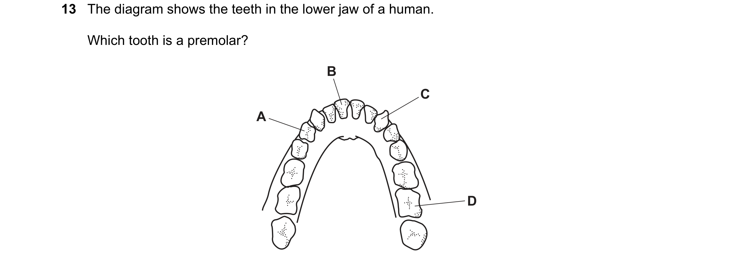 Question 18: The diagram shows the teeth in the lower jaw of a human. Which tooth is a premolar? B C A D