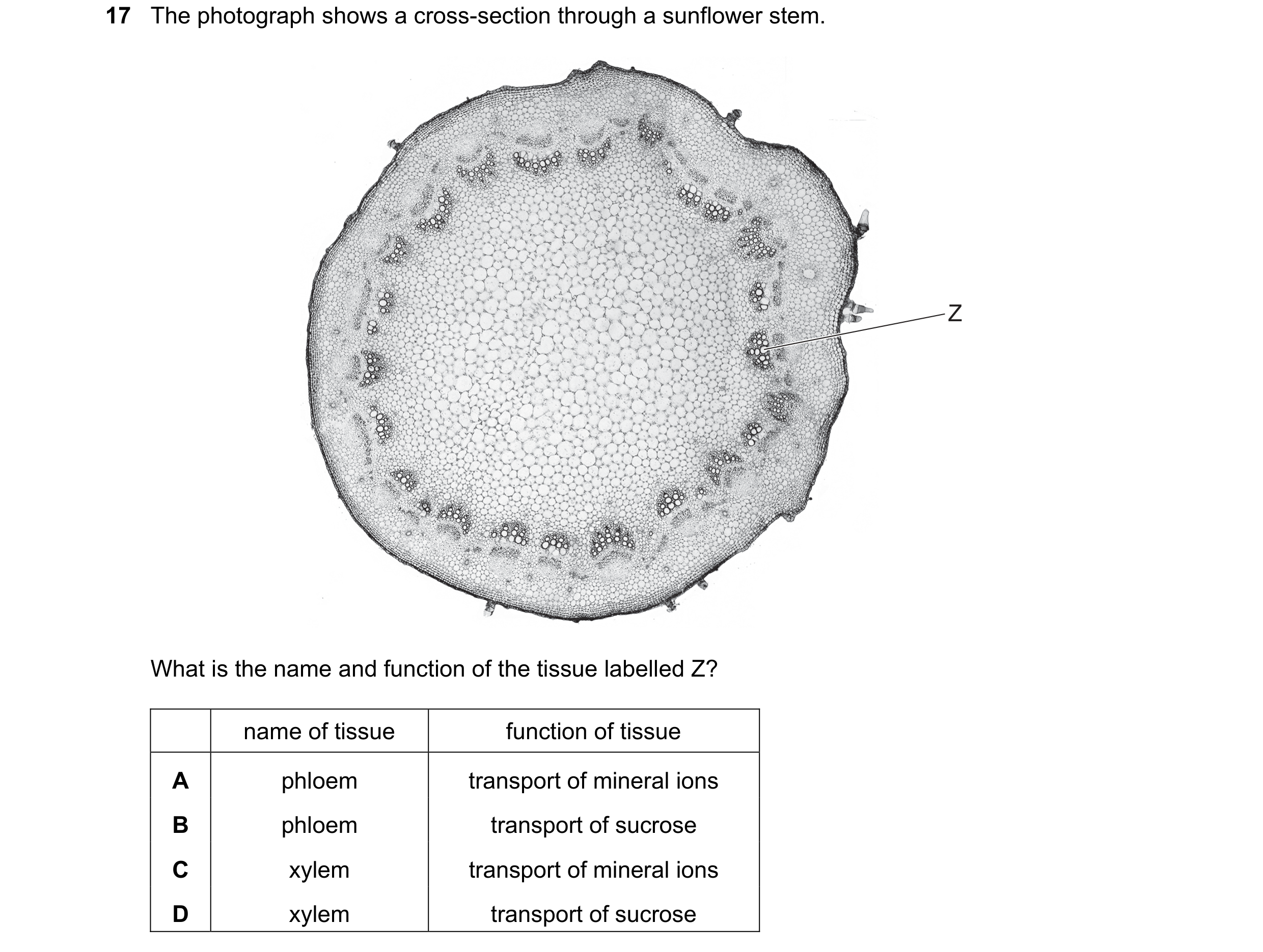 Question 17: The photograph shows a cross-section through a sunflower stem. Z What is the name and function of the tissue labelled Z? name of tissue fun…