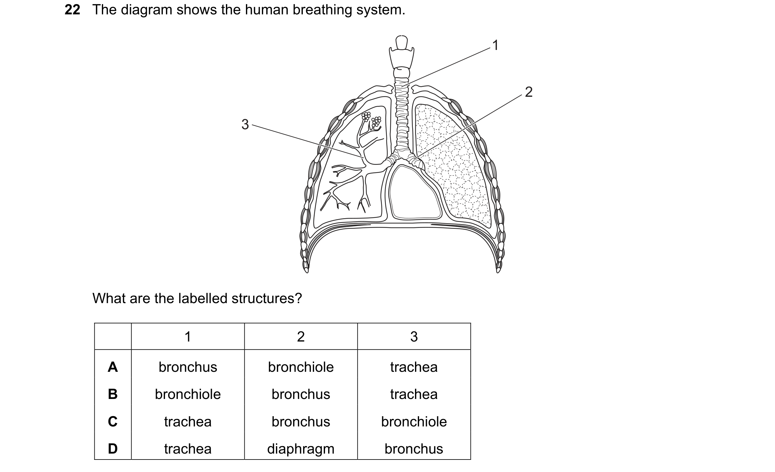 Question 24: The diagram shows the human breathing system. 1 2 3 What are the labelled structures? 1 2 3 A bronchus bronchiole trachea B bronchiole bron…