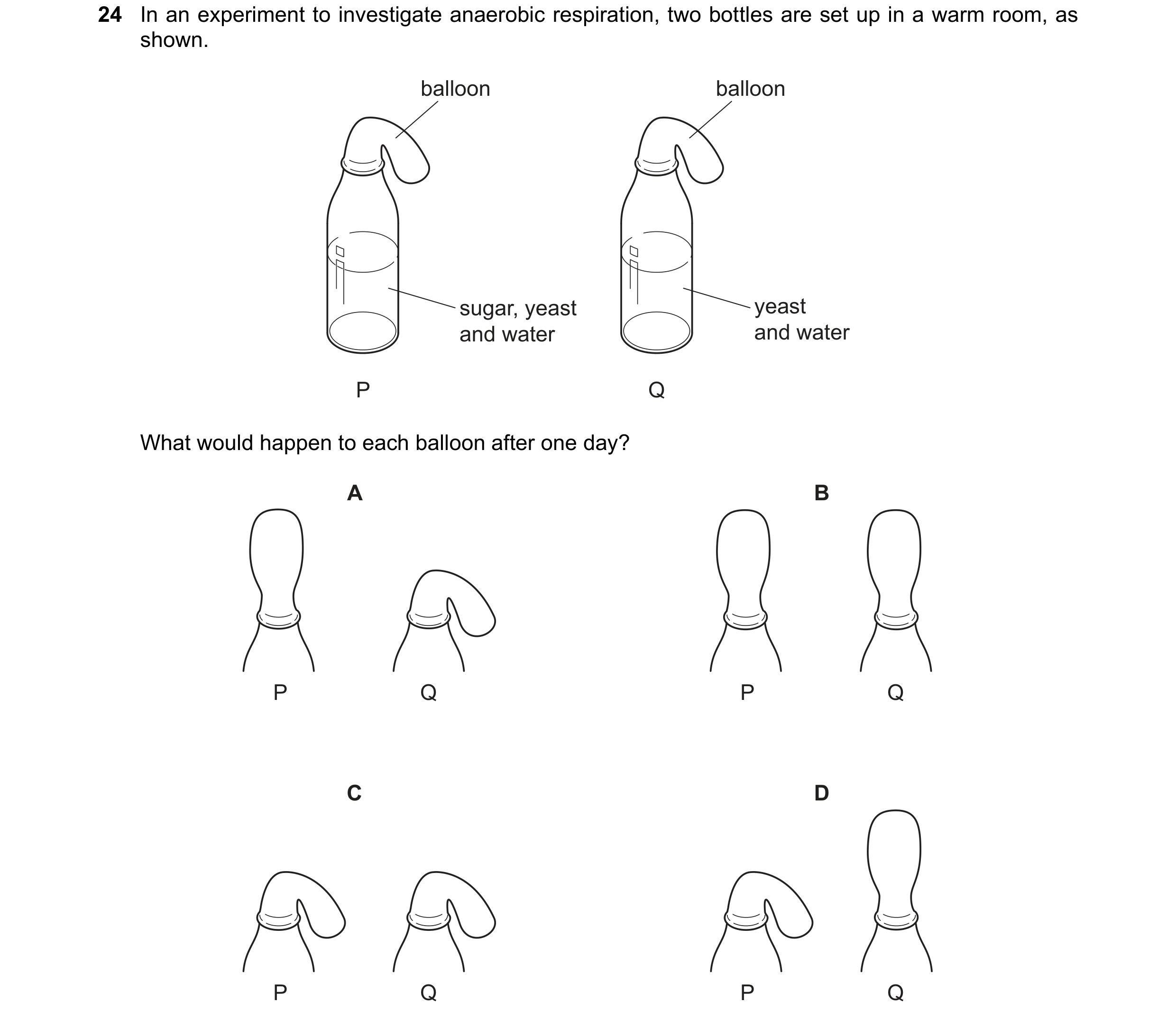 Question 17: In an experiment to investigate anaerobic respiration, two bottles are set up in a warm room, as shown. balloon balloon sugar, yeast yeast …