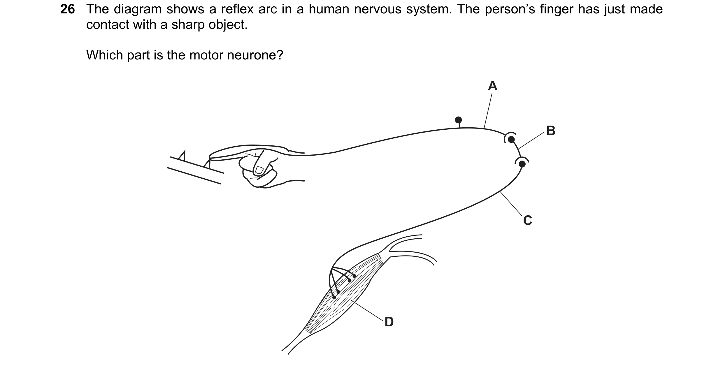 Question 28: The diagram shows a reflex arc in a human nervous system. The person’s finger has just made contact with a sharp object. Which part is the …