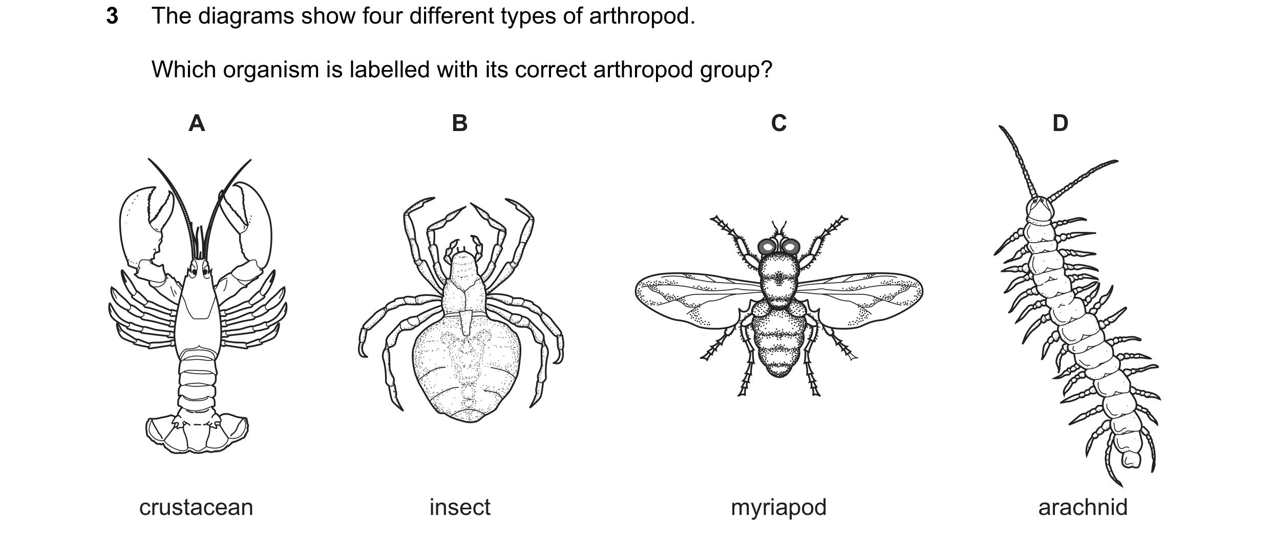 Question 24: The diagrams show four different types of arthropod. Which organism is labelled with its correct arthropod group? A B C D crustacean insect…