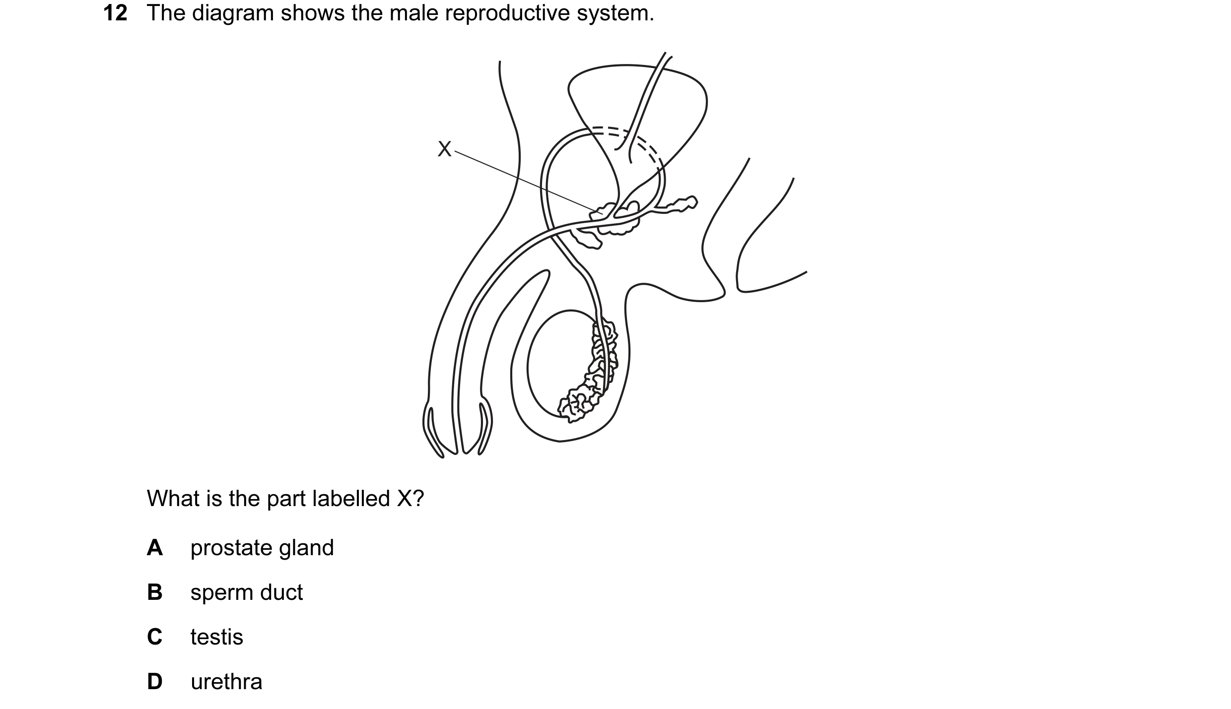 Question 36: The diagram shows the male reproductive system. X What is the part labelled X? A prostate gland B sperm duct C testis D urethra