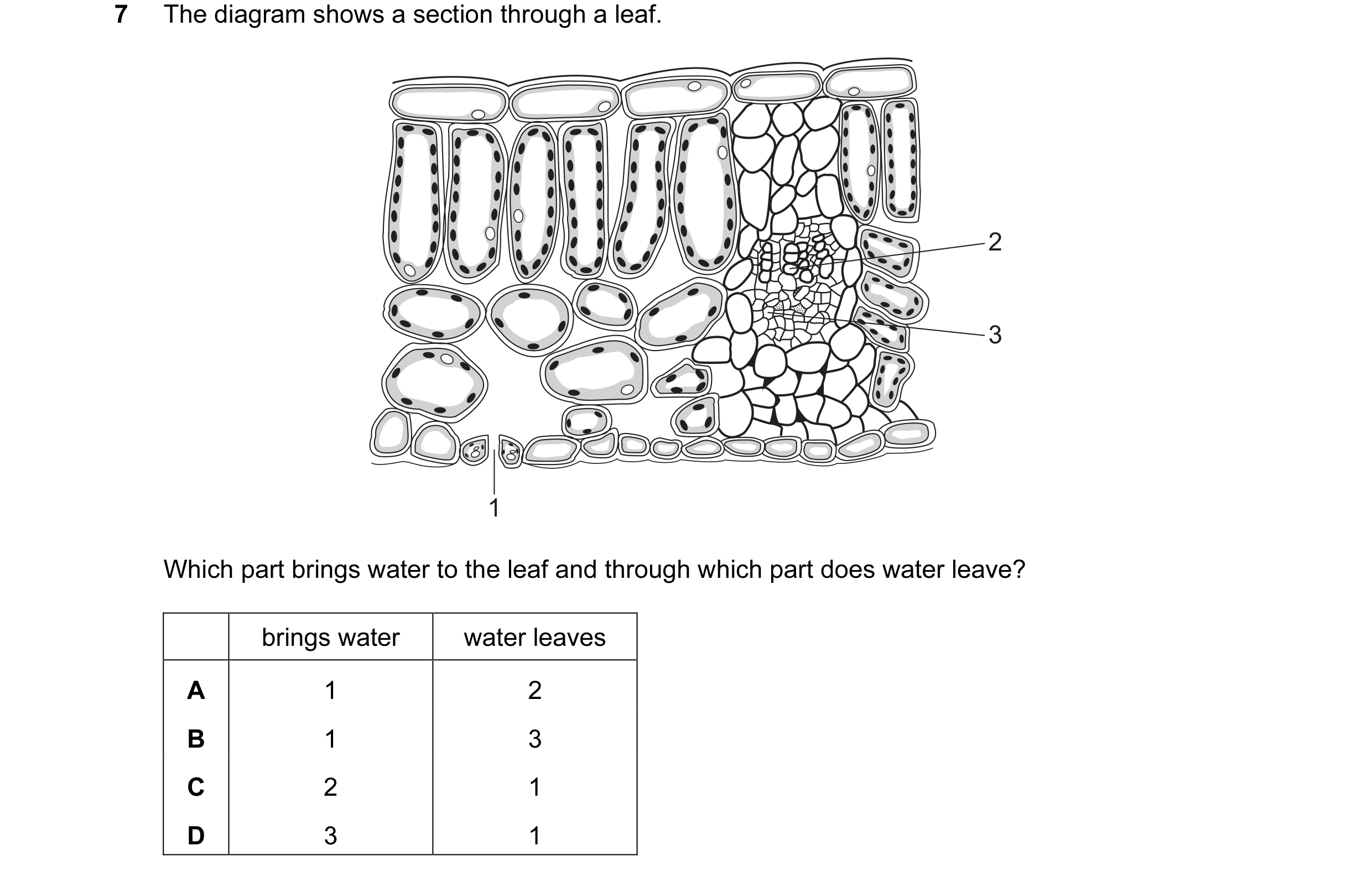 Question 26: The diagram shows a section through a leaf. 2 3 1 Which part brings water to the leaf and through which part does water leave? brings water…