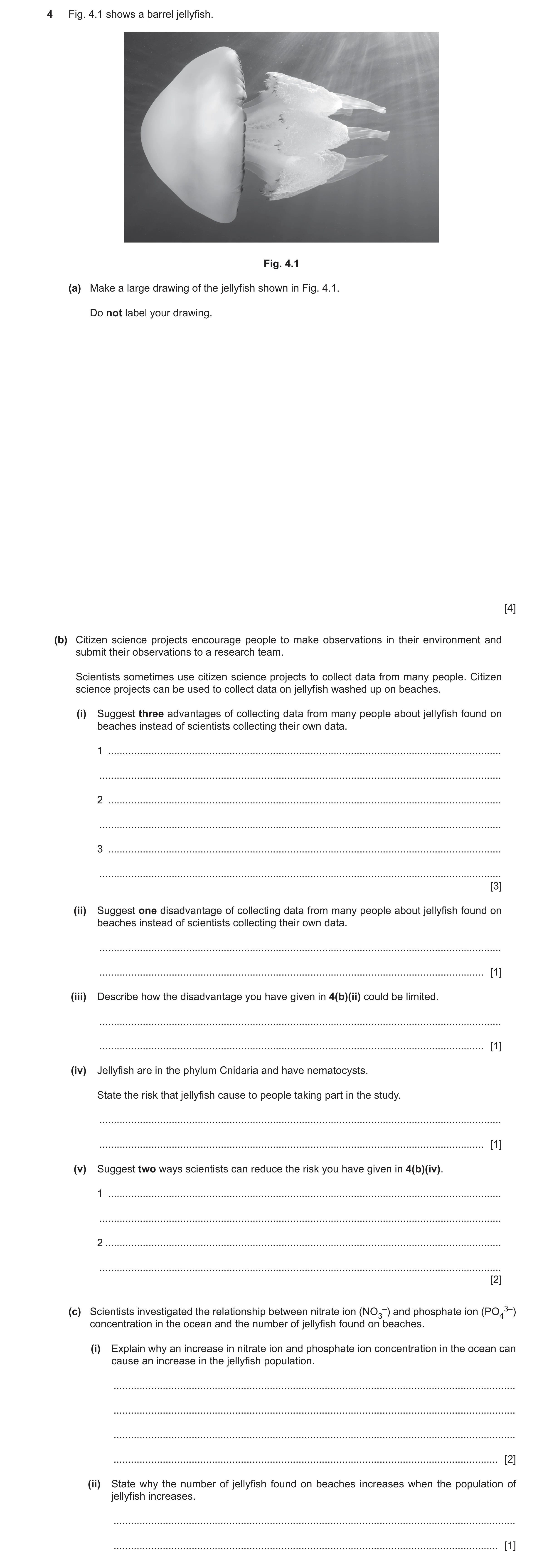Question 59: Fig. 4.1 shows a barrel jellyfish. Fig. 4.1 (a) Make a large drawing of the jellyfish shown in Fig. 4.1. Do not label your drawing. [4] (b)…