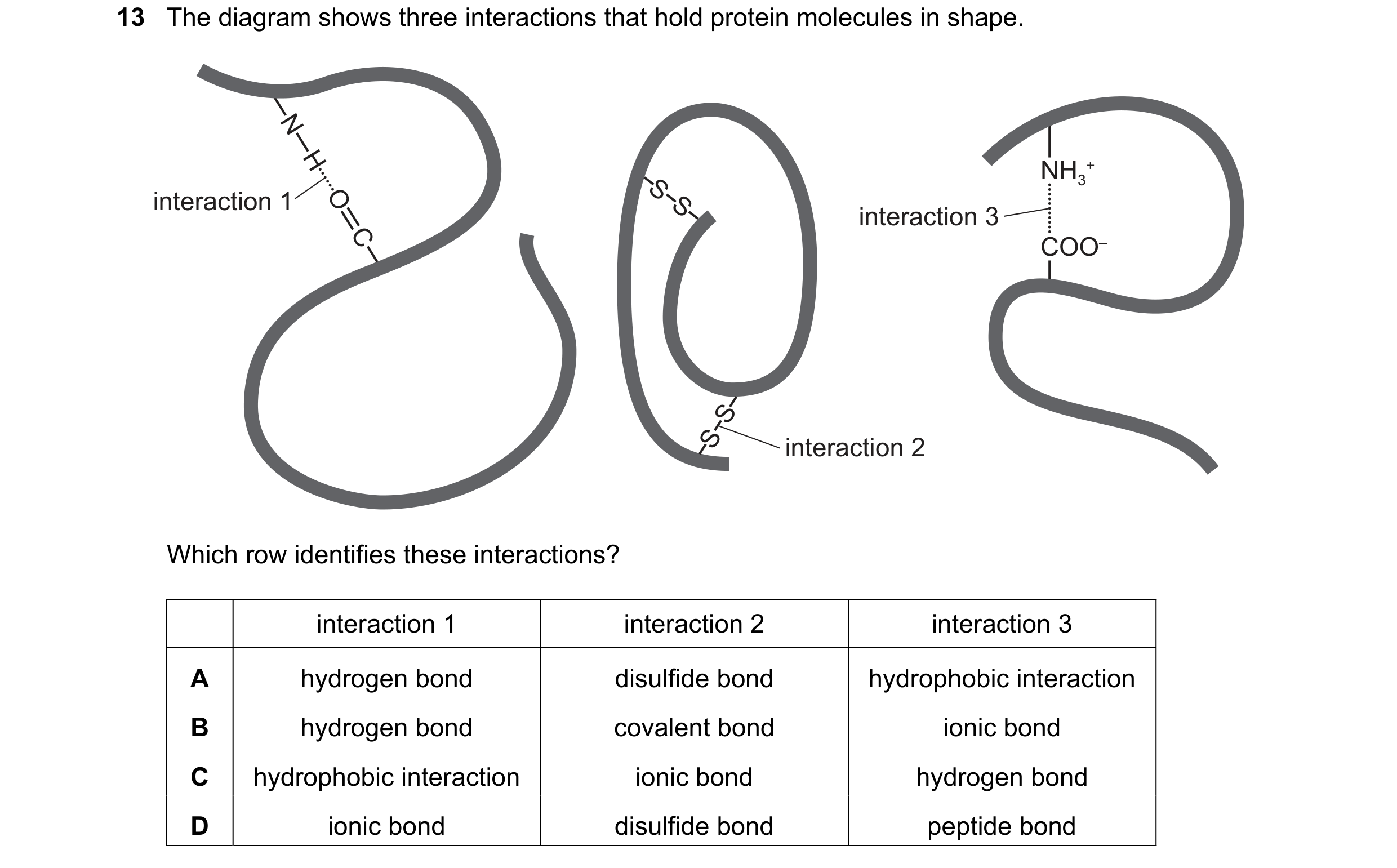 Question 224: The diagram shows three interactions that hold protein molecules in shape. N H NH3 + O S S interaction 1 interaction 3 C COO– S S interacti…