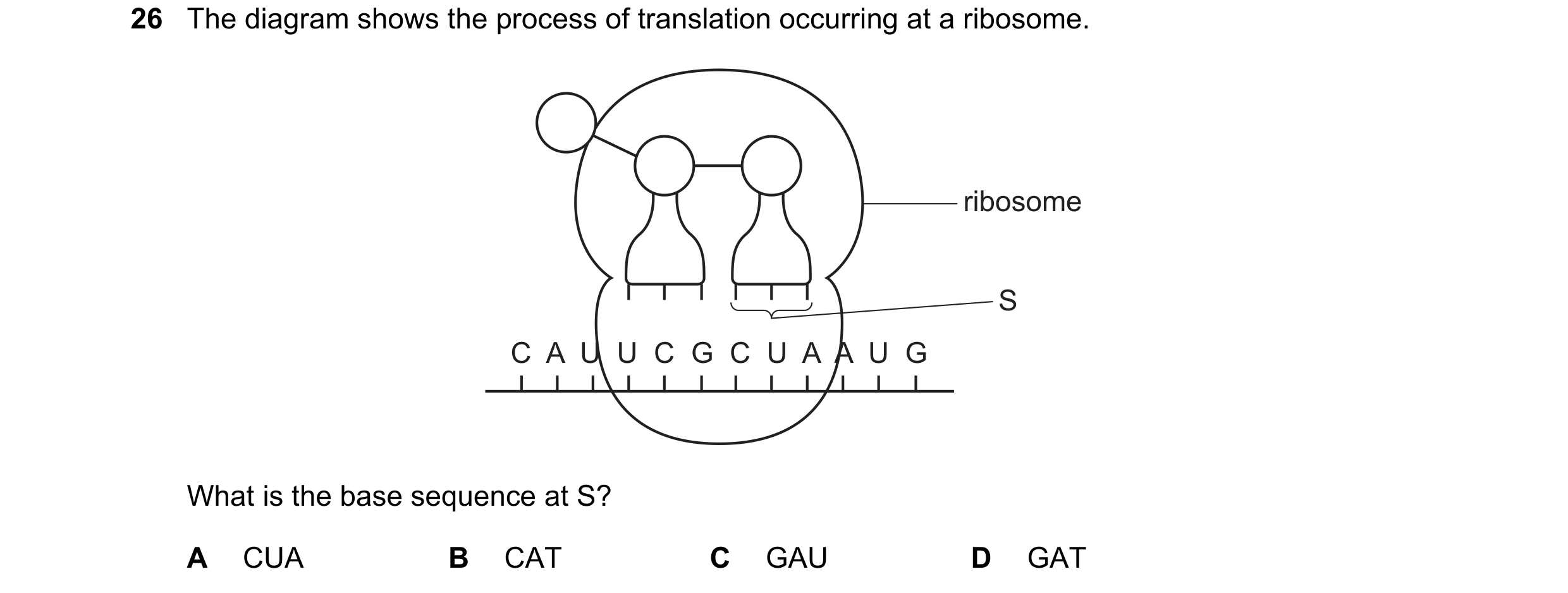 Question 167: The diagram shows the process of translation occurring at a ribosome. ribosome S C A U U C G C U A A U G What is the base sequen…