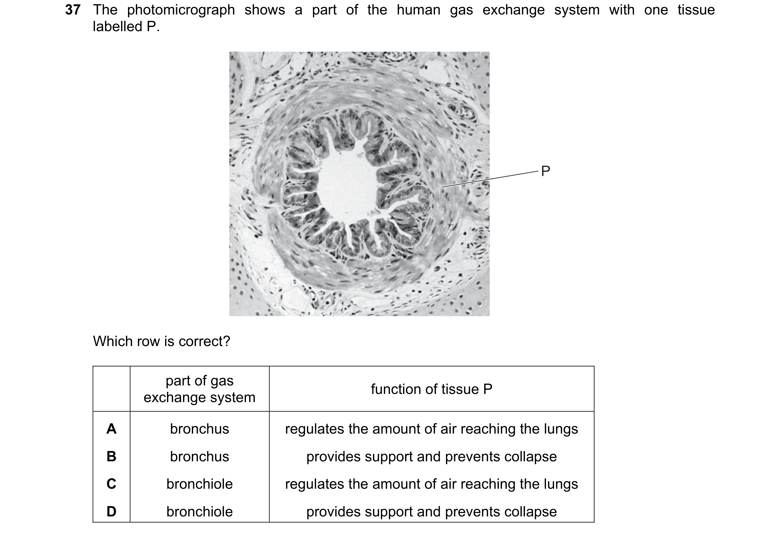 Question 231: The photomicrograph shows a part of the human gas exchange system with one tissue labelled P. P Which row is correct? part of gas function …