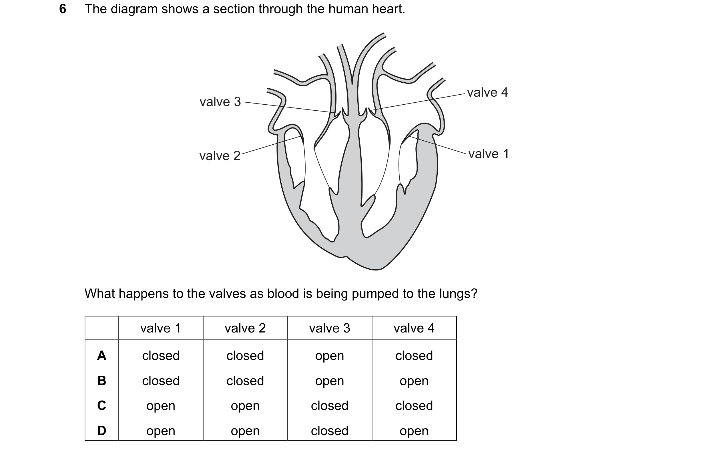 Question 8: The diagram shows a section through the human heart. valve 4 valve 3 valve 2 valve 1 What happens to the valves as blood is being pumped to…