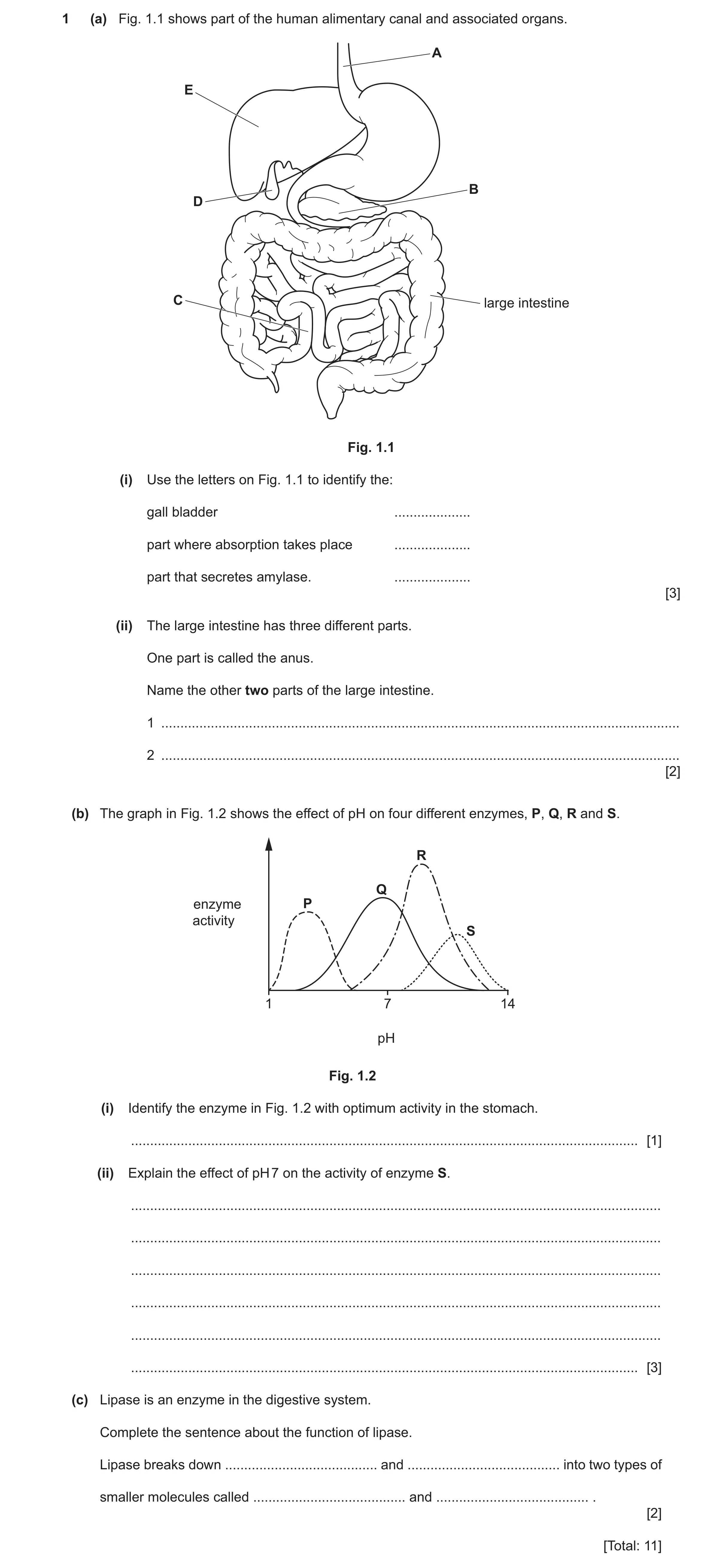 Question 23: (a) Fig. 1.1 shows part of the human alimentary canal and associated organs. A E B D C large intestine Fig. 1.1 (i) Use the letters on Fig.…