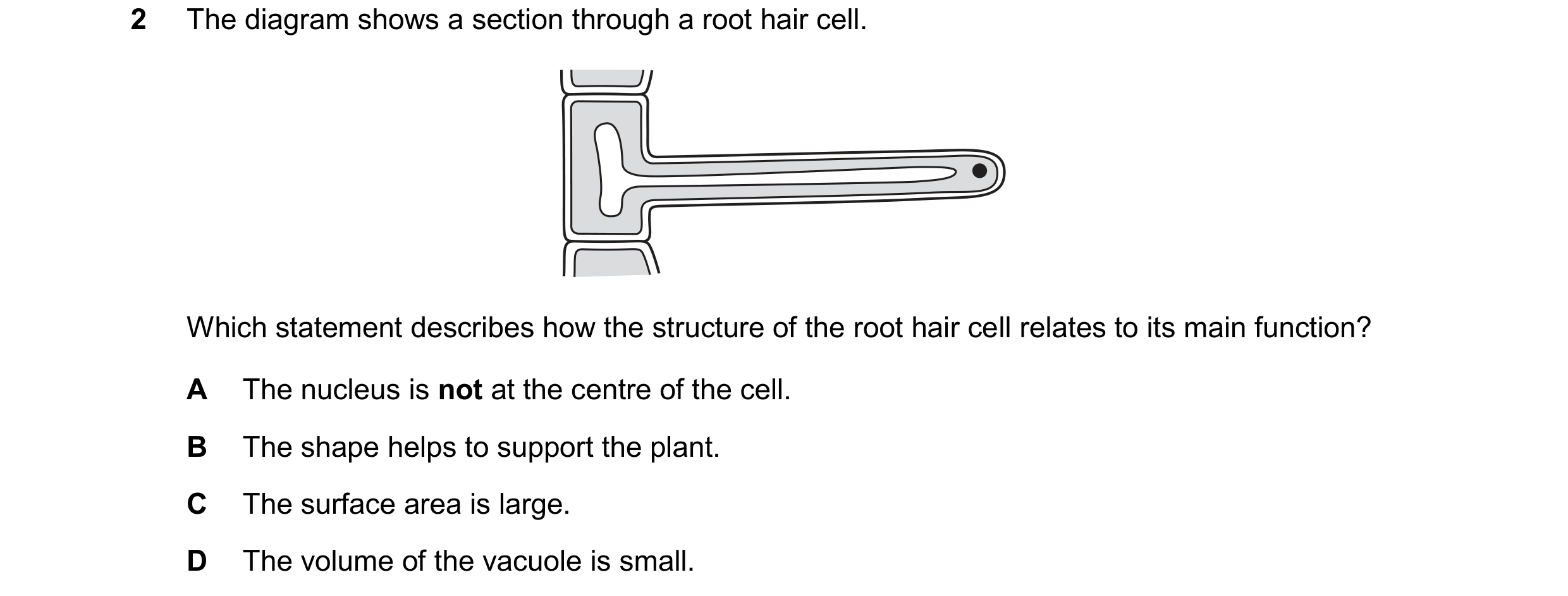 Question 11: The diagram shows a section through a root hair cell. Which statement describes how the structure of the root hair cell relates to its main…