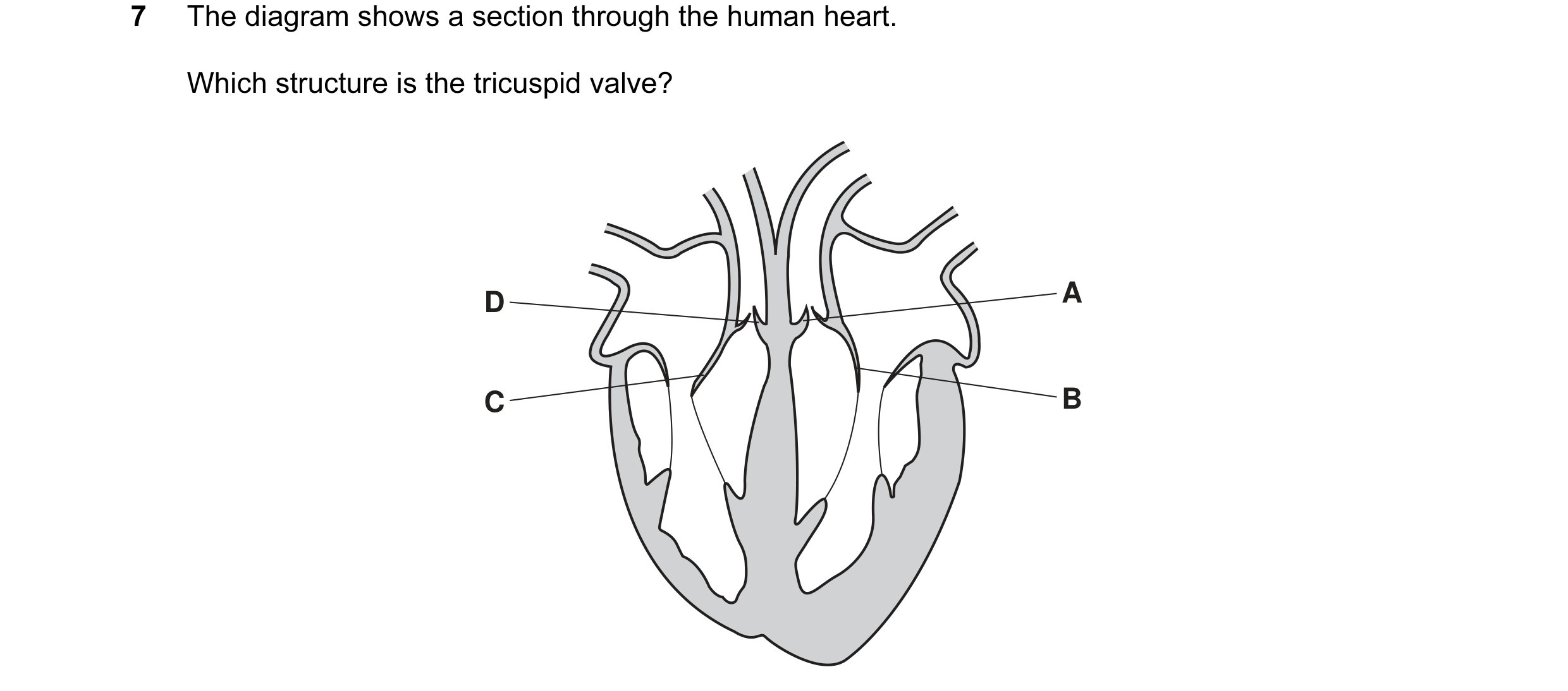 Question 22: The diagram shows a section through the human heart. Which structure is the tricuspid valve? D A C B