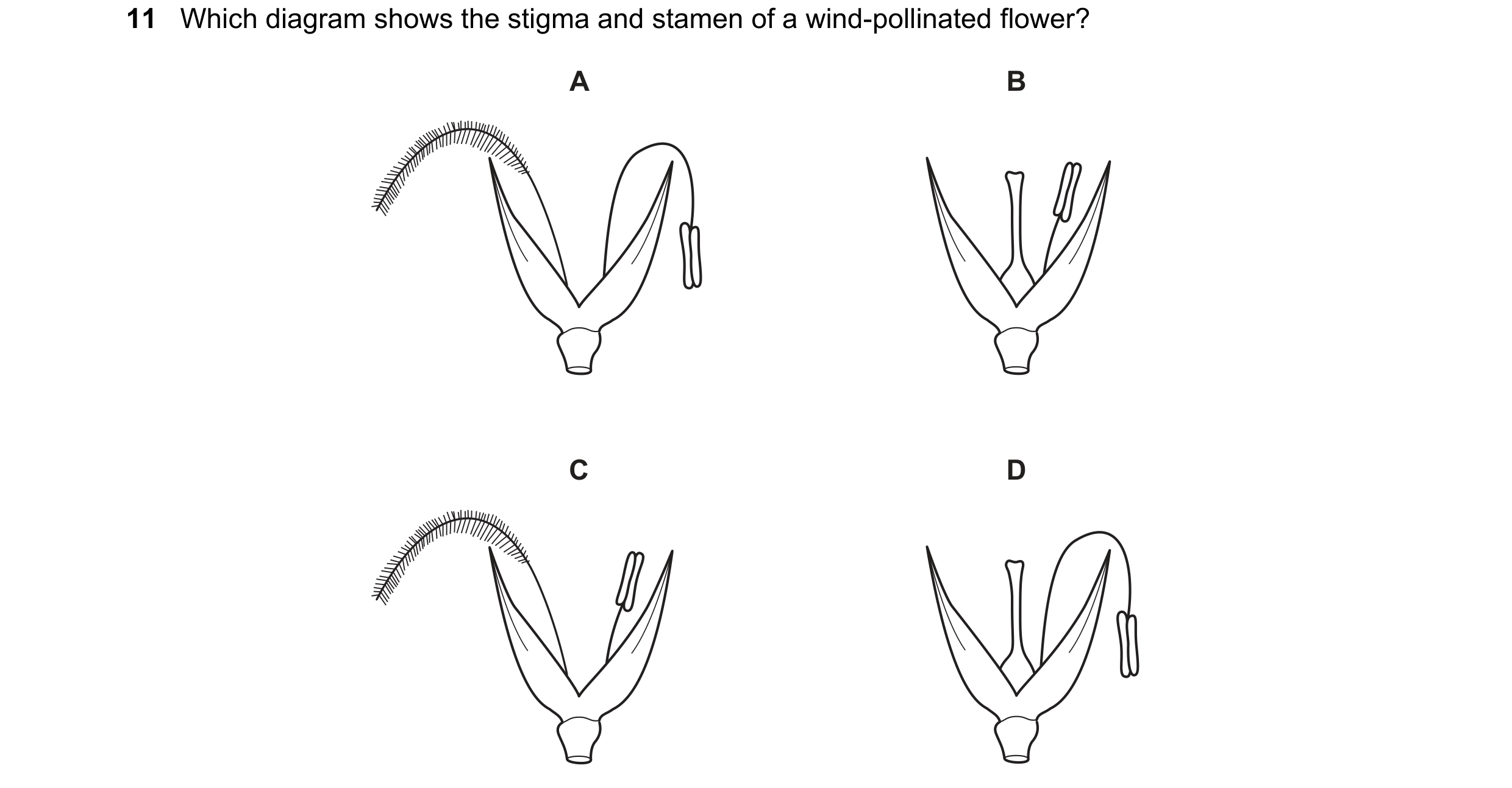 Question 67: Which diagram shows the stigma and stamen of a wind-pollinated flower? A B C D