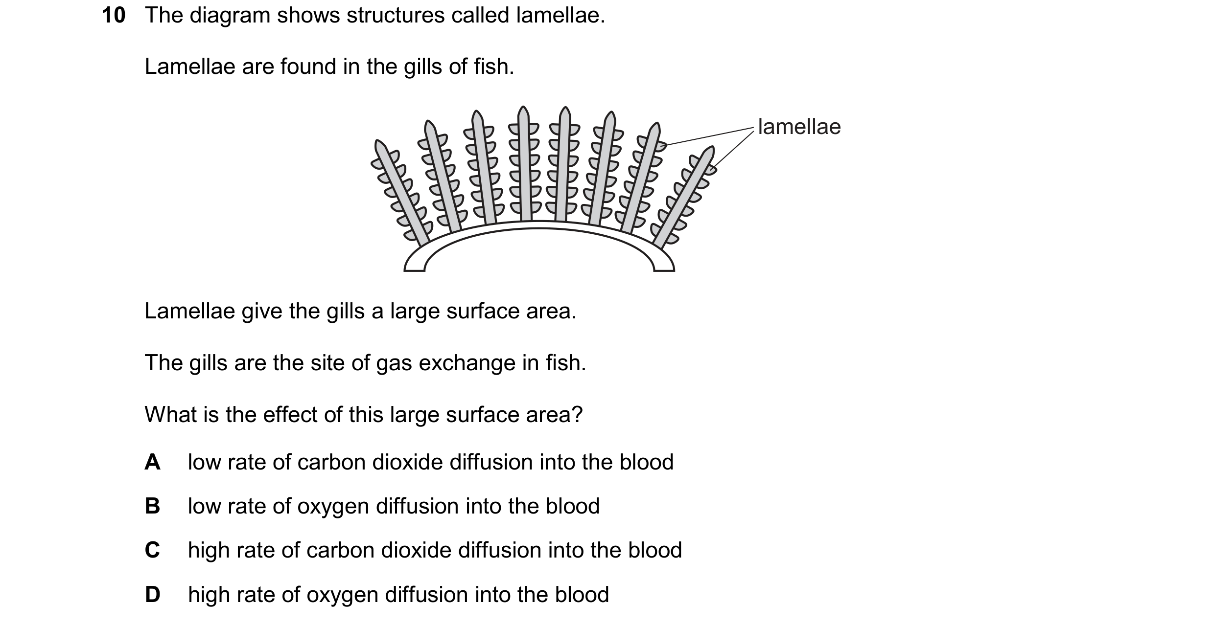 Question 17: The diagram shows structures called lamellae. Lamellae are found in the gills of fish. lamellae Lamellae give the gills a large surface are…
