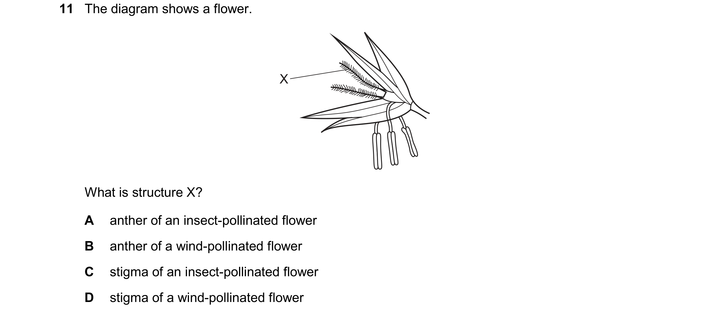 Question 70: The diagram shows a flower. X What is structure X? A anther of an insect-pollinated flower B anther of a wind-pollinated flower C stigma of…