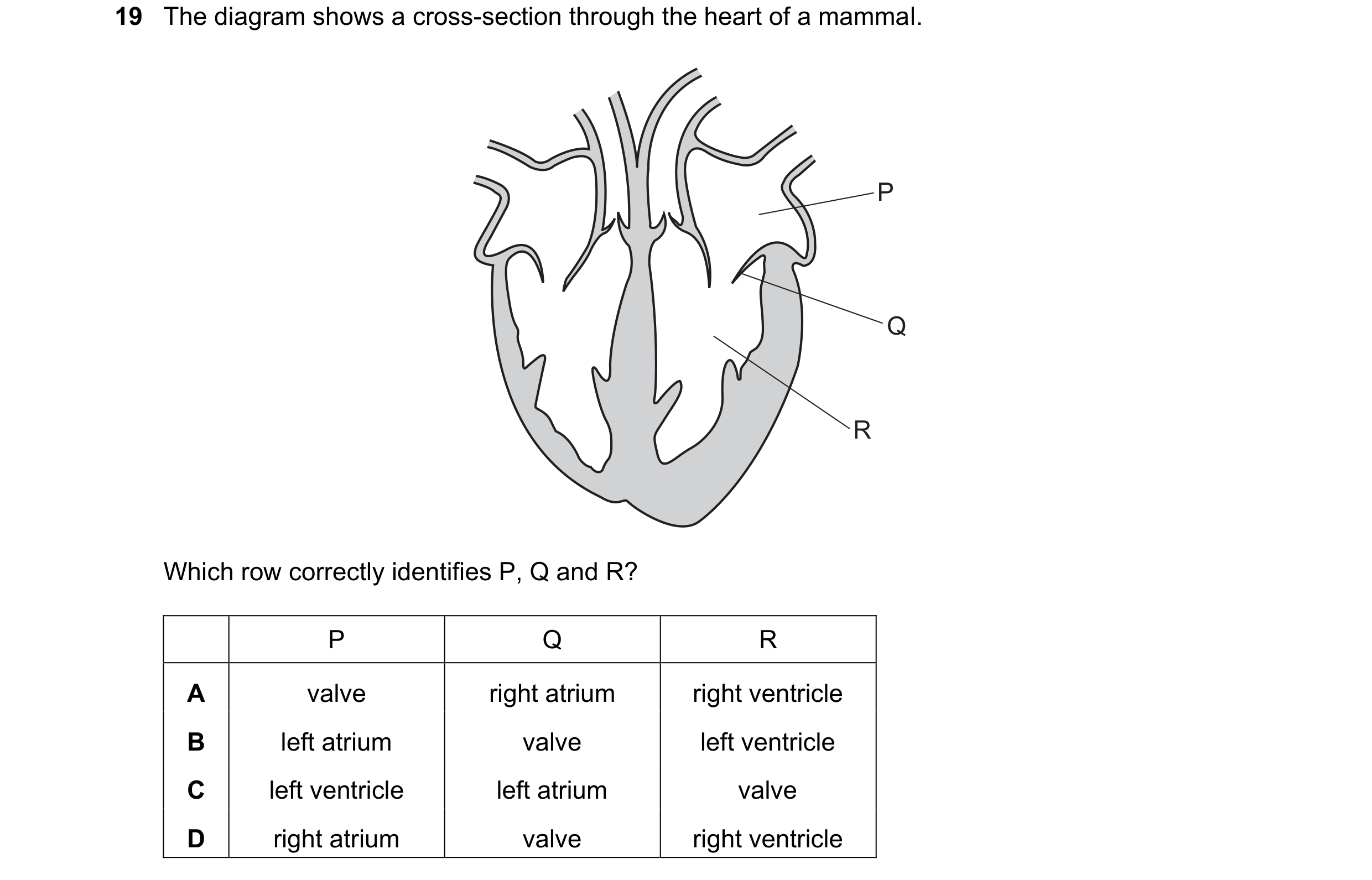 Question 10: The diagram shows a cross-section through the heart of a mammal. P Q R Which row correctly identifies P, Q and R? P Q R A valve right atriu…