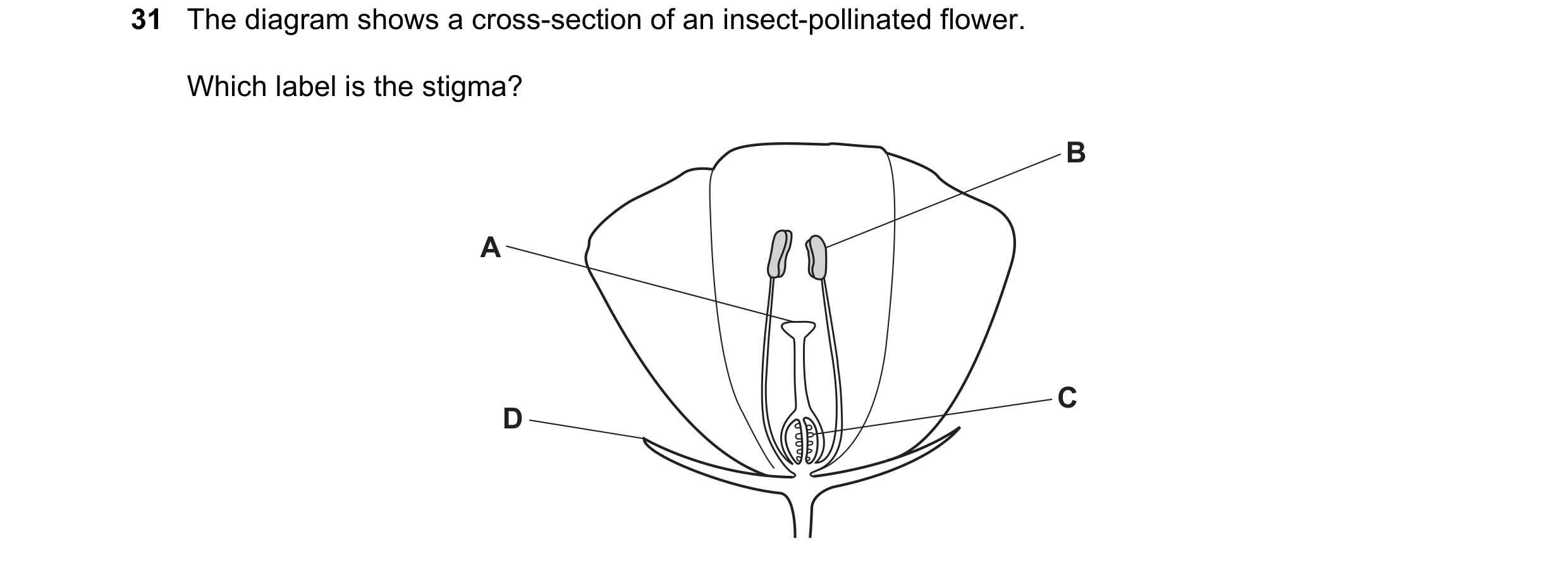 Question 11: The diagram shows a cross-section of an insect-pollinated flower. Which label is the stigma? B A C D
