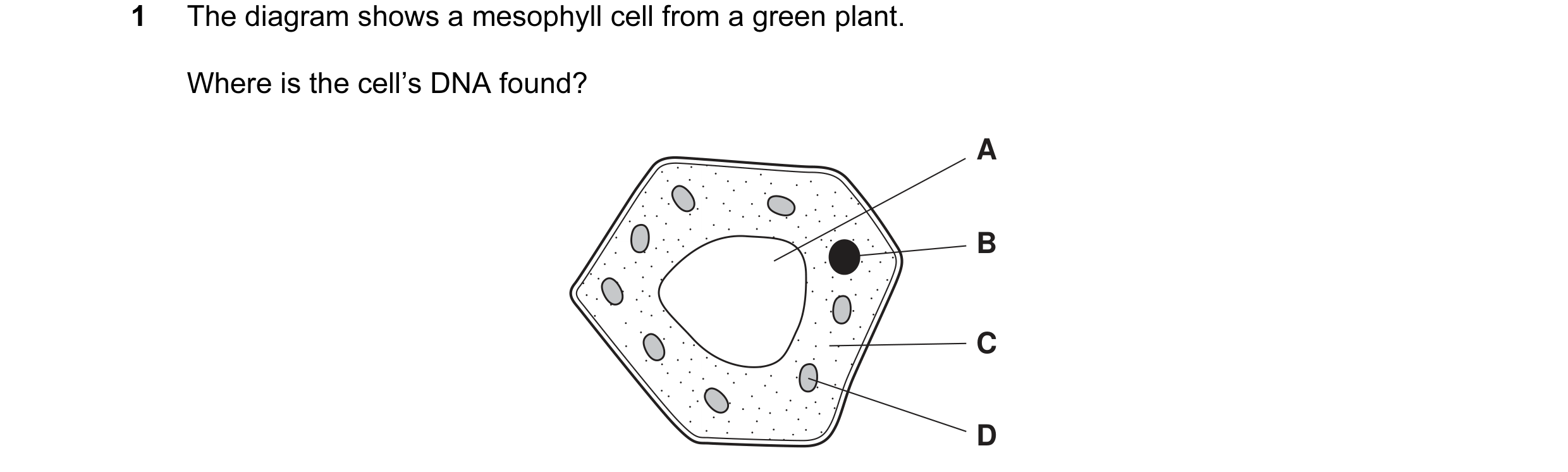 Question 8: The diagram shows a mesophyll cell from a green plant. Where is the cell’s DNA found? A B C D