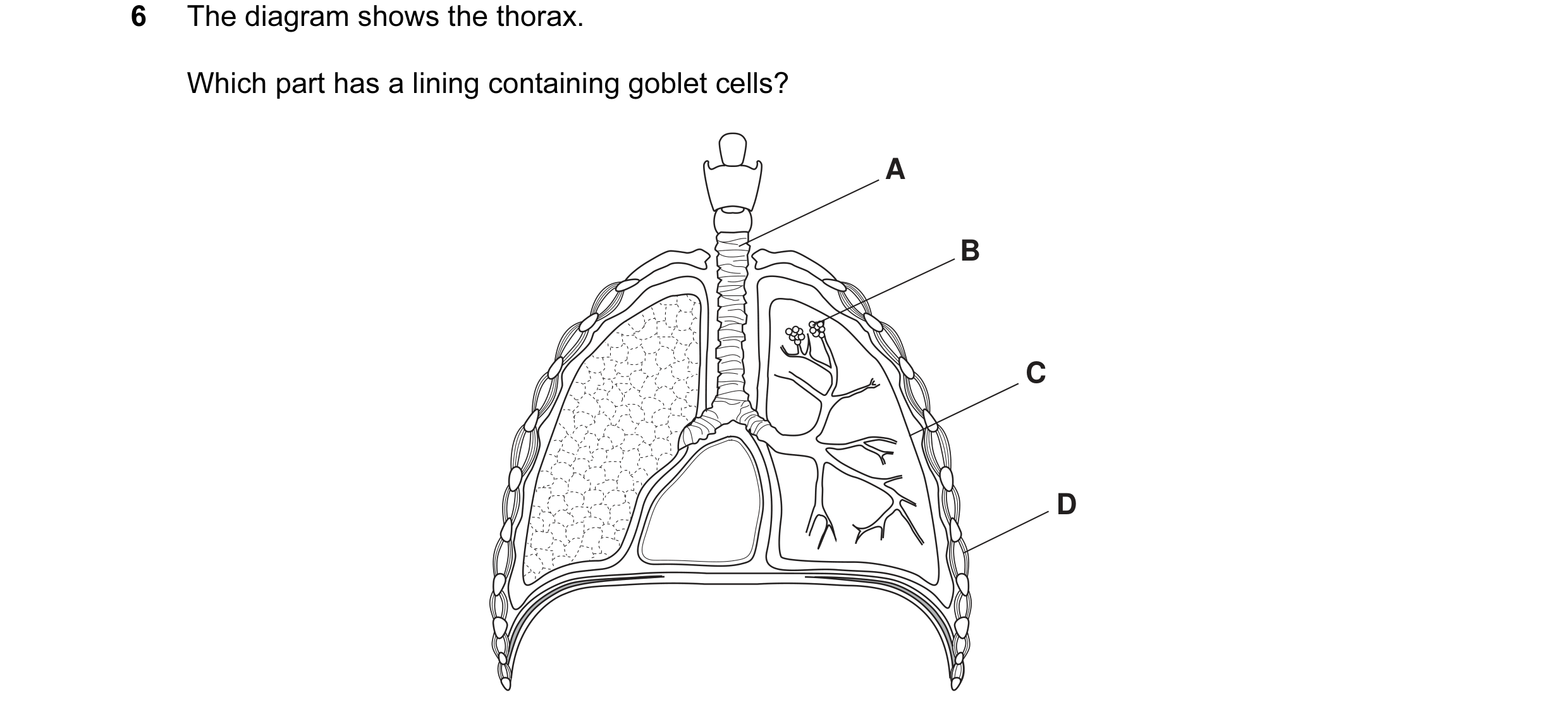 Question 6: The diagram shows the thorax. Which part has a lining containing goblet cells? A B C D