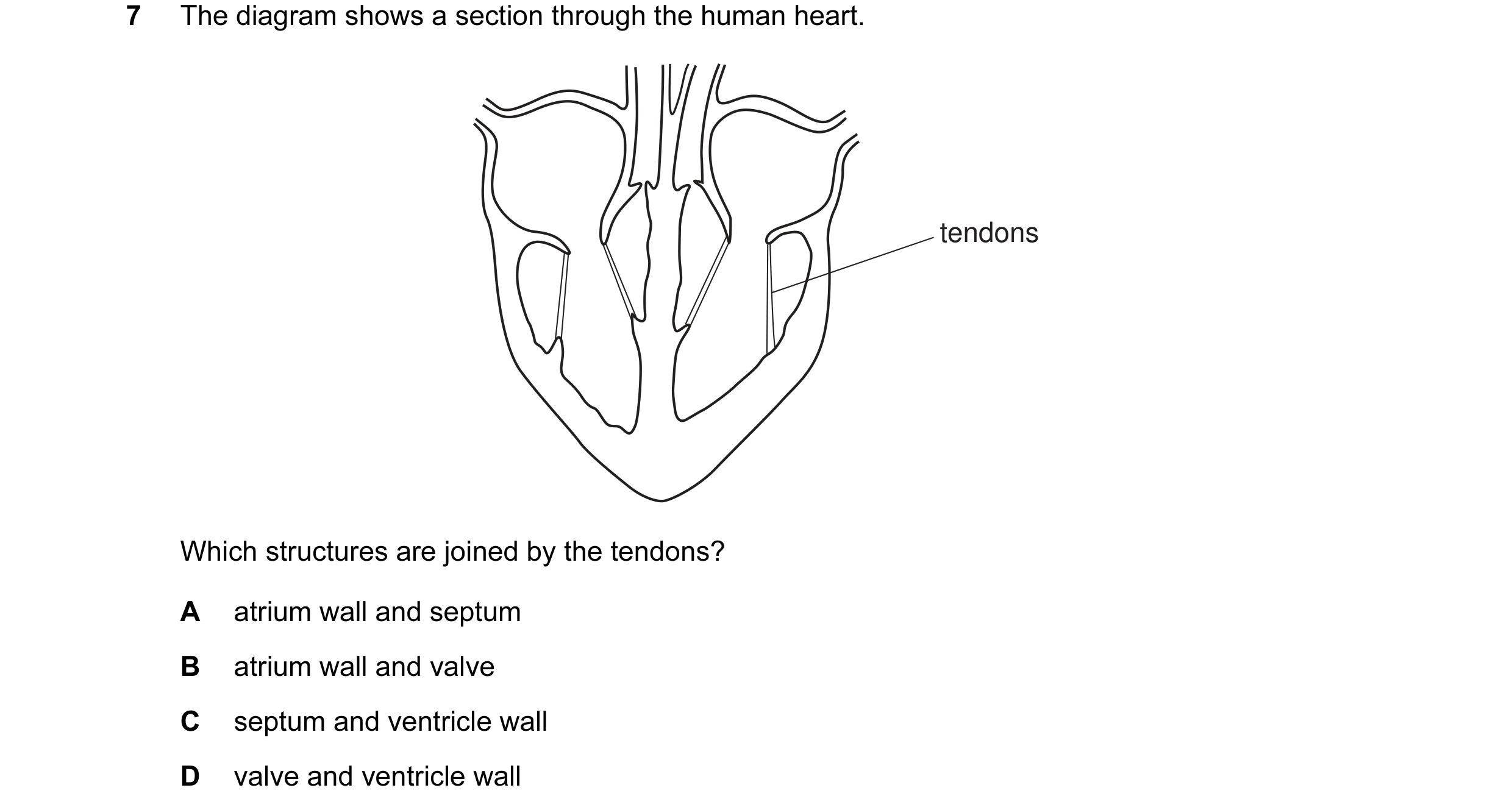 Question 7: The diagram shows a section through the human heart. tendons Which structures are joined by the tendons? A atrium wall and septum B atrium …