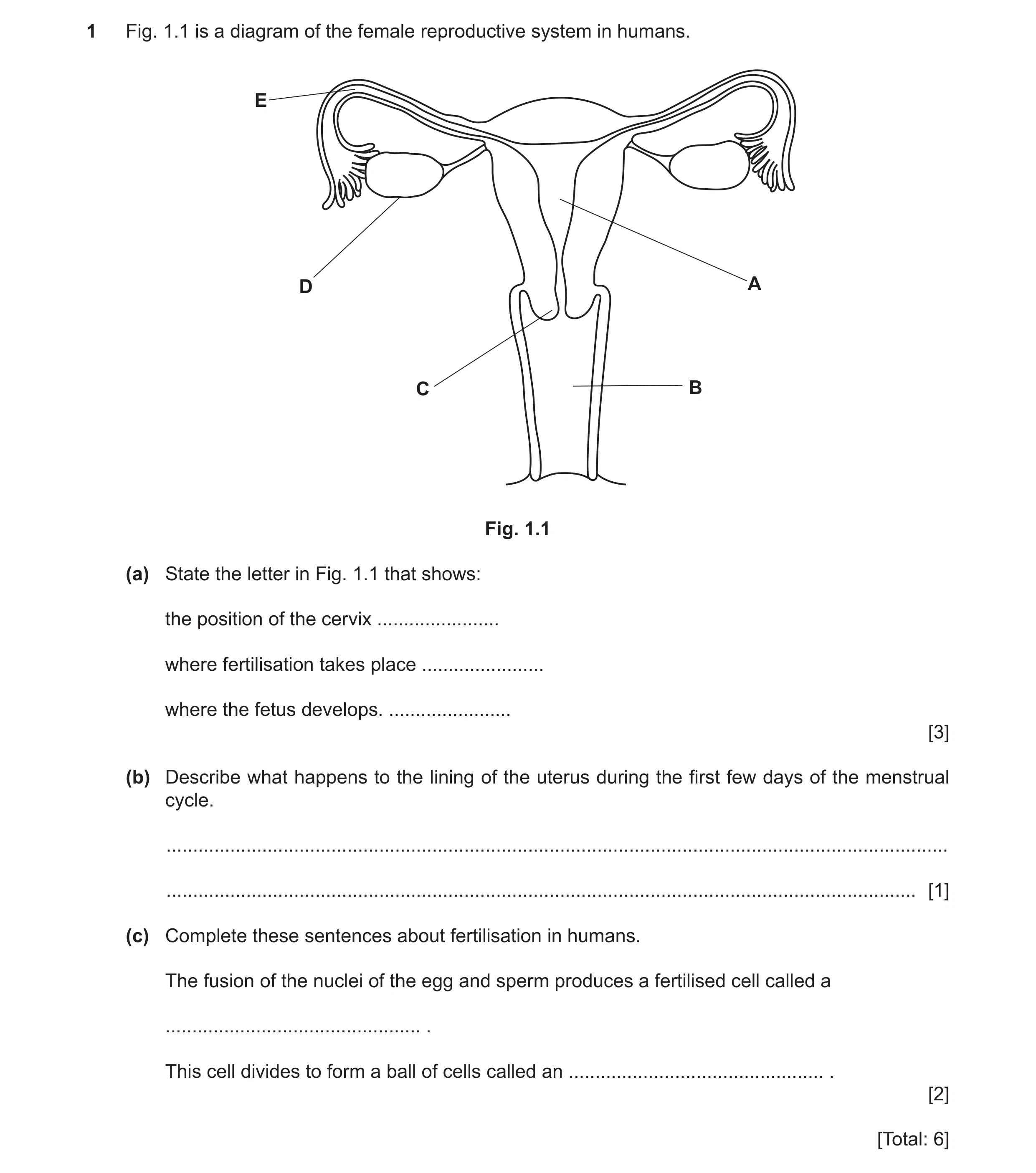 Question 10: Fig. 1.1 is a diagram of the female reproductive system in humans. E D A C B Fig. 1.1 (a) State the letter in Fig. 1.1 that shows: the posi…