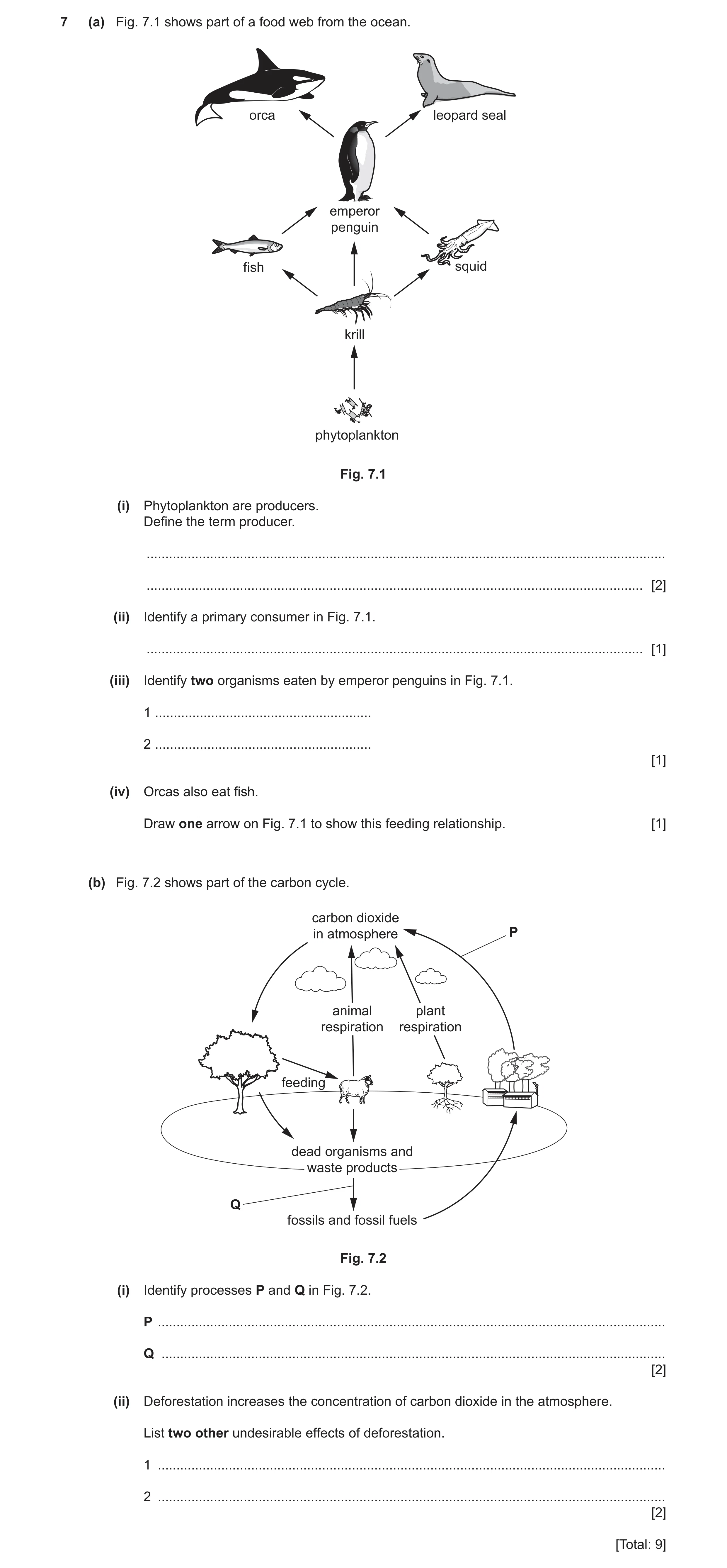 Question 4: (a) Fig. 7.1 shows part of a food web from the ocean. orca leopard seal emperor penguin fish squid krill phytoplankton Fig. 7.1 (i) Phytopl…
