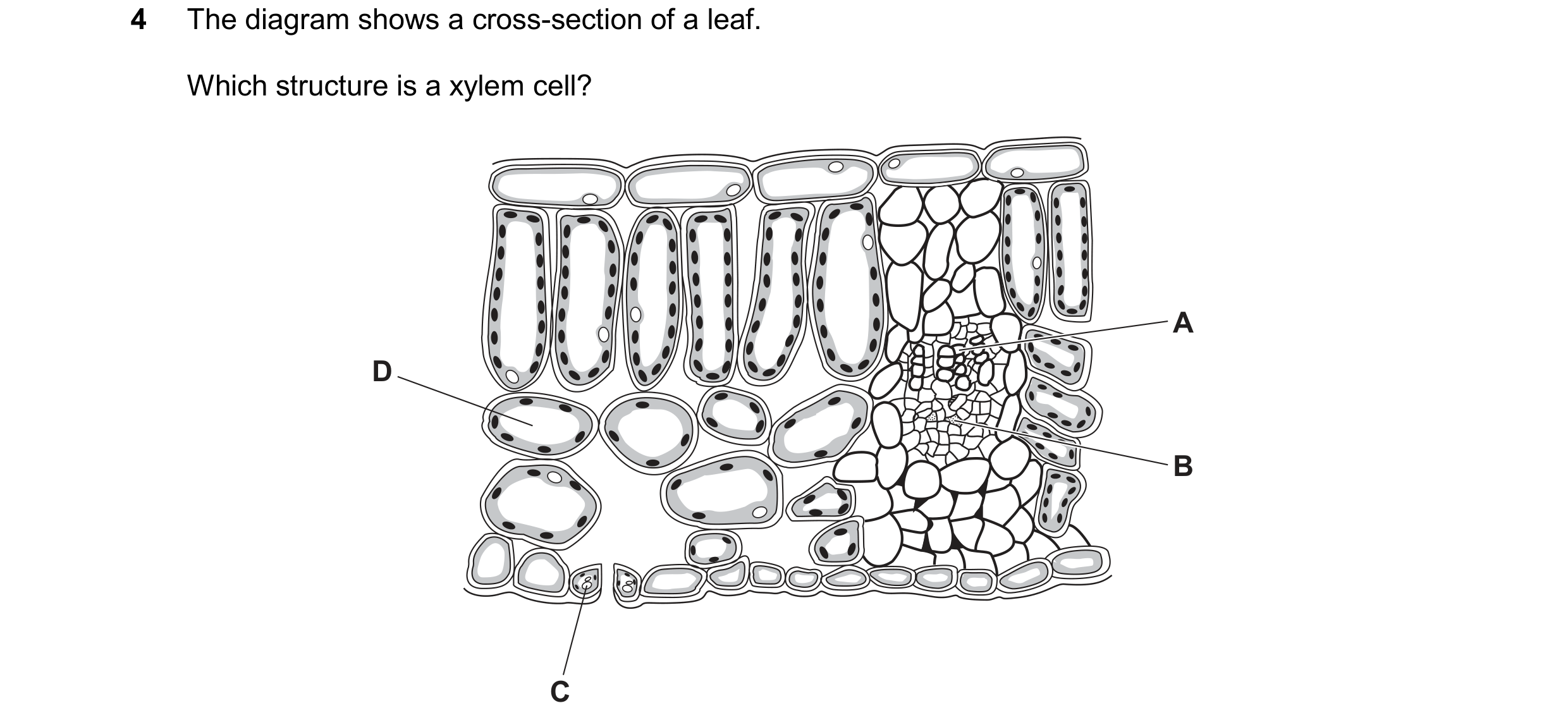 Question 25: The diagram shows a cross-section of a leaf. Which structure is a xylem cell? A D B C