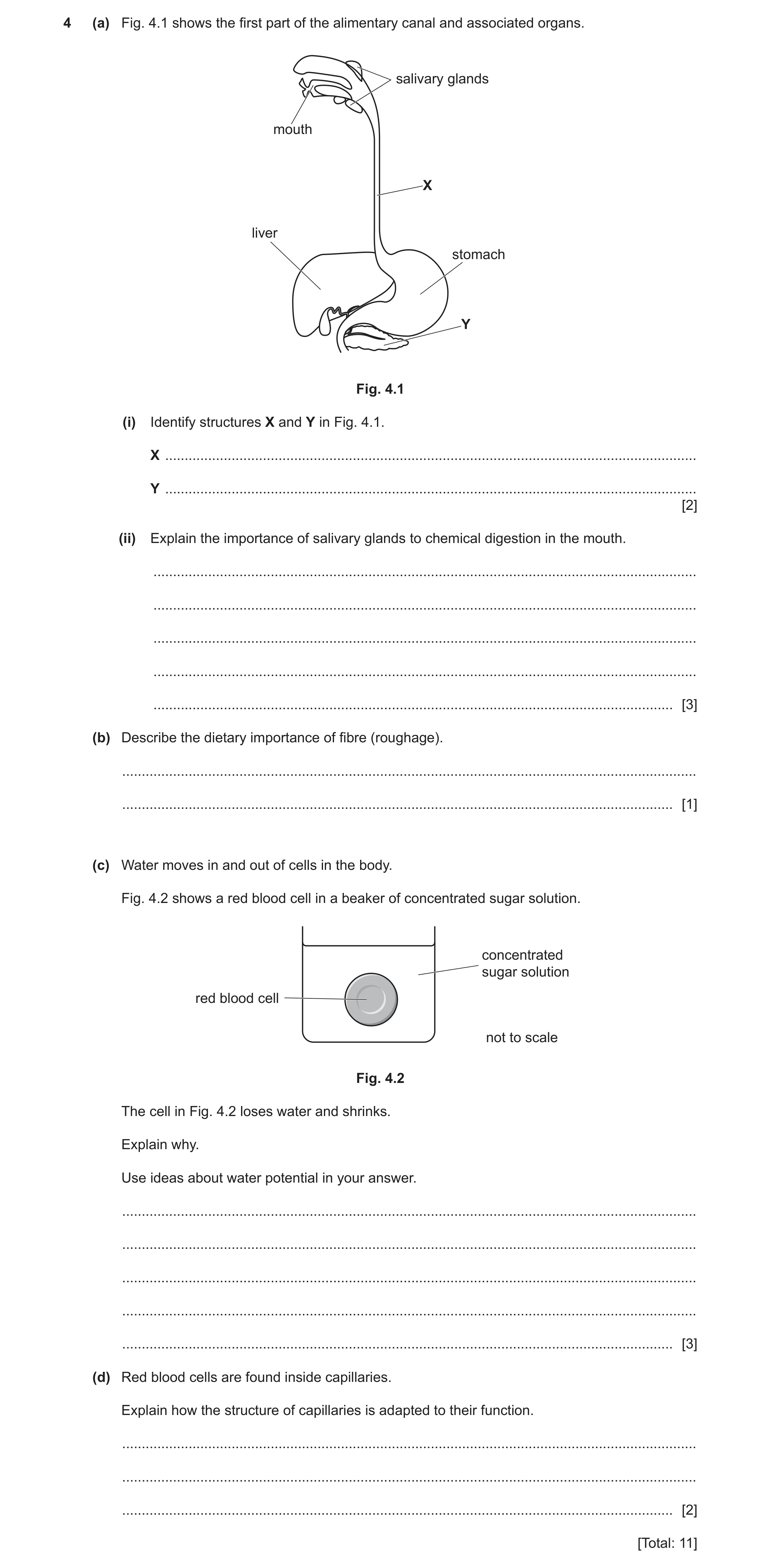 Question 10: (a) Fig. 4.1 shows the first part of the alimentary canal and associated organs. salivary glands mouth X liver stomach Y Fig. 4.1 (i) Ident…