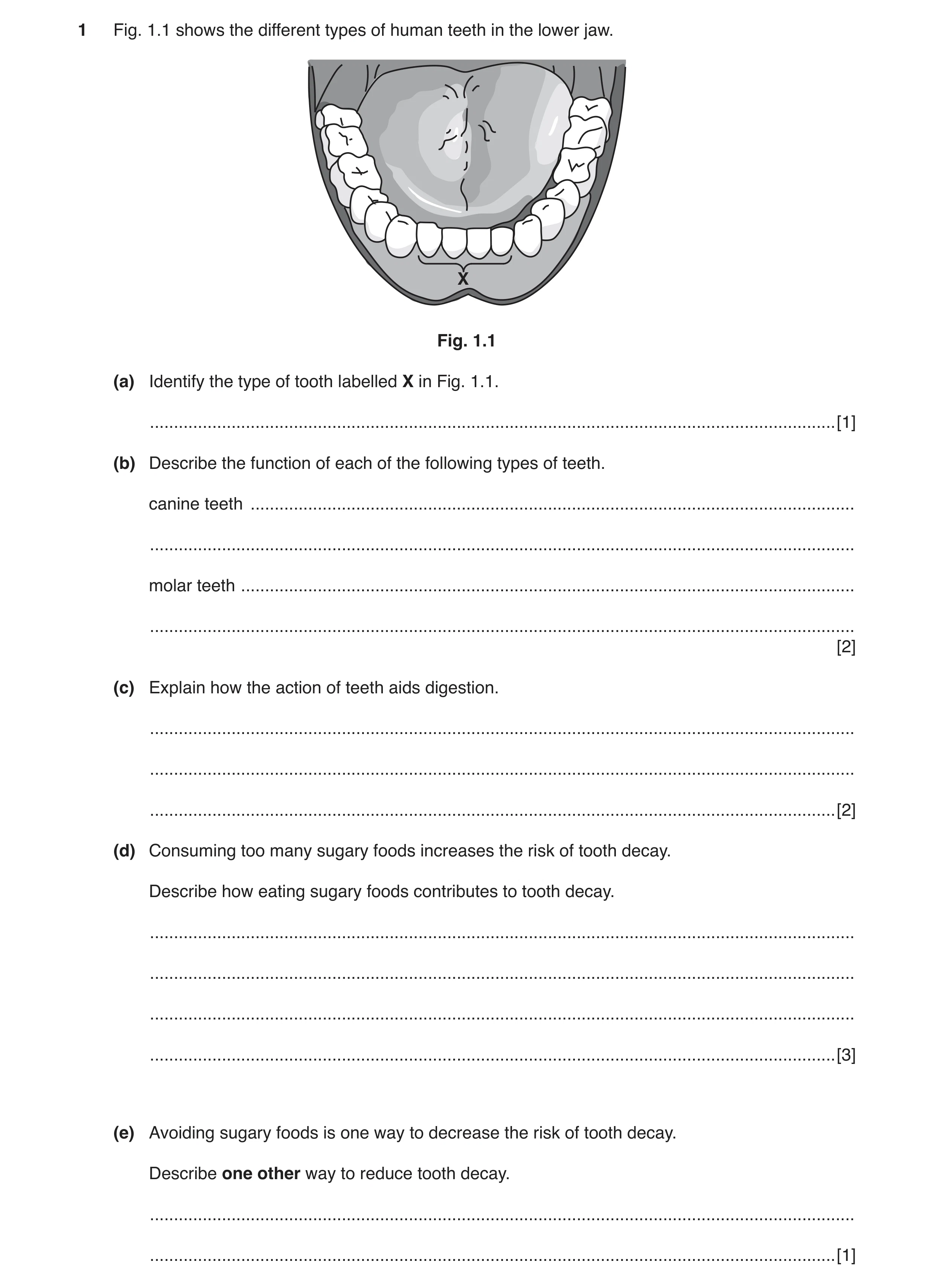 Question 2: Fig. 1.1 shows the different types of human teeth in the lower jaw. X Fig. 1.1 (a) Identify the type of tooth labelled X in Fig. 1.1. .....…