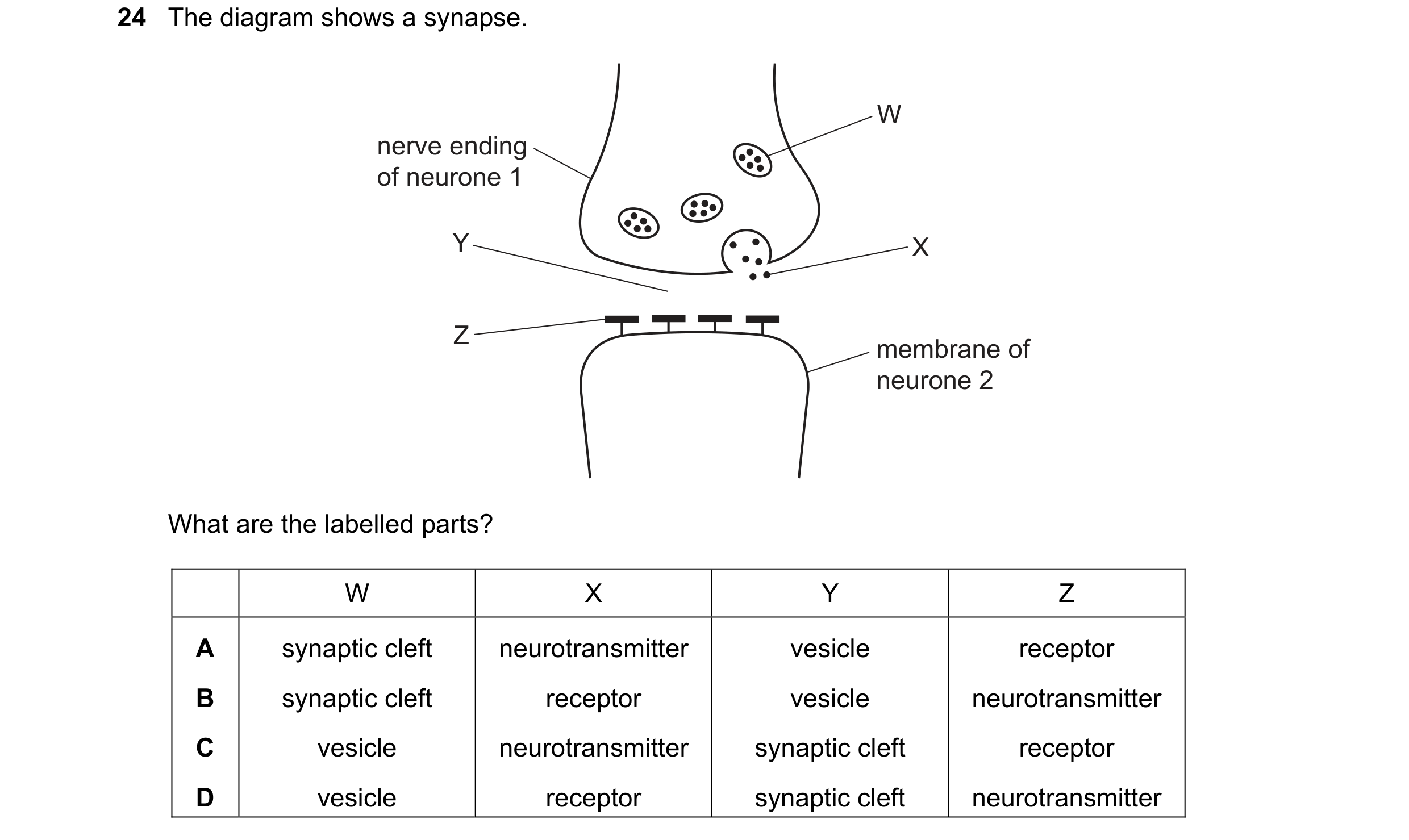Question 10: The diagram shows a synapse. W nerve ending of neurone 1 Y X Z membrane of neurone 2 What are the labelled parts? W X Y Z A synaptic cleft …