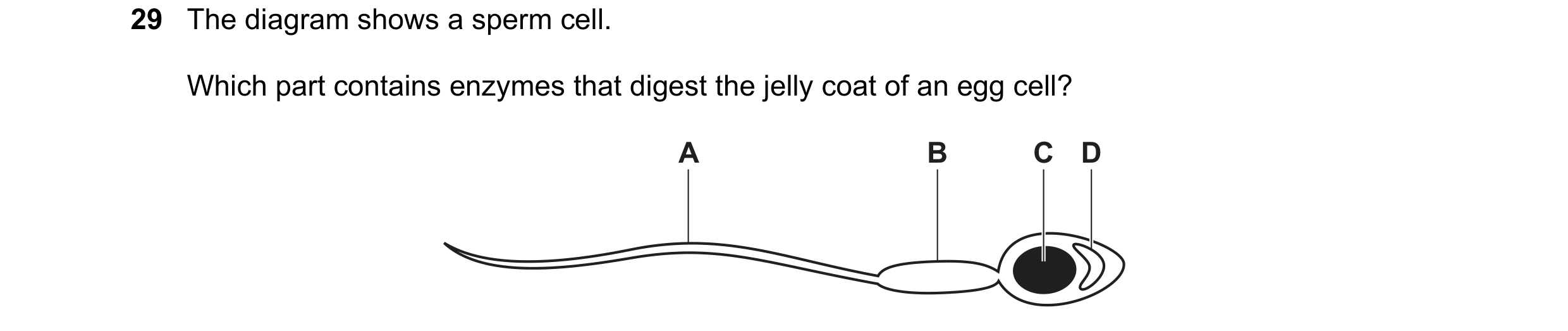 Question 9: The diagram shows a sperm cell. Which part contains enzymes that digest the jelly coat of an egg cell? A B C D