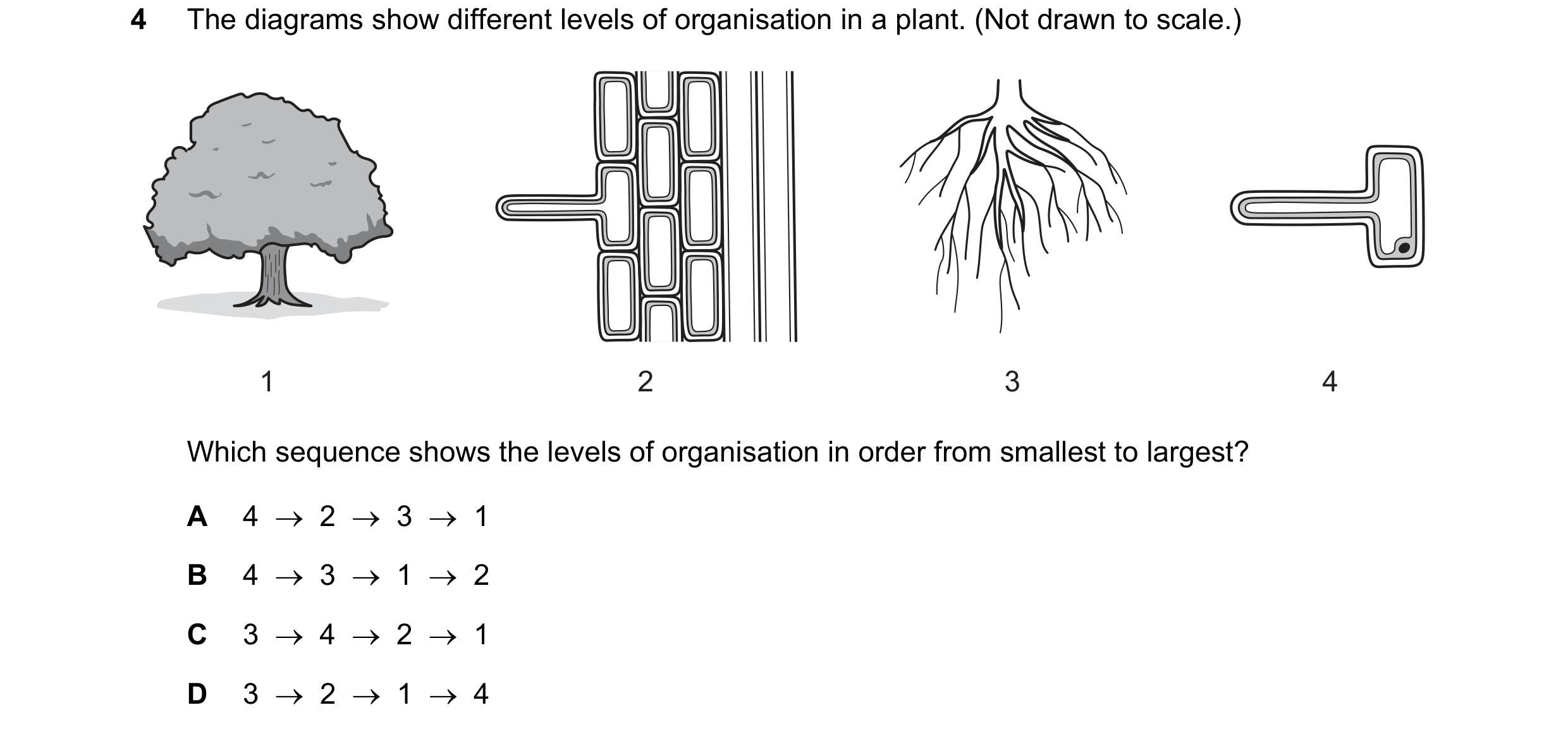 Question 15: The diagrams show different levels of organisation in a plant. (Not drawn to scale.) 1 2 3 4 Which sequence shows the levels of organisatio…