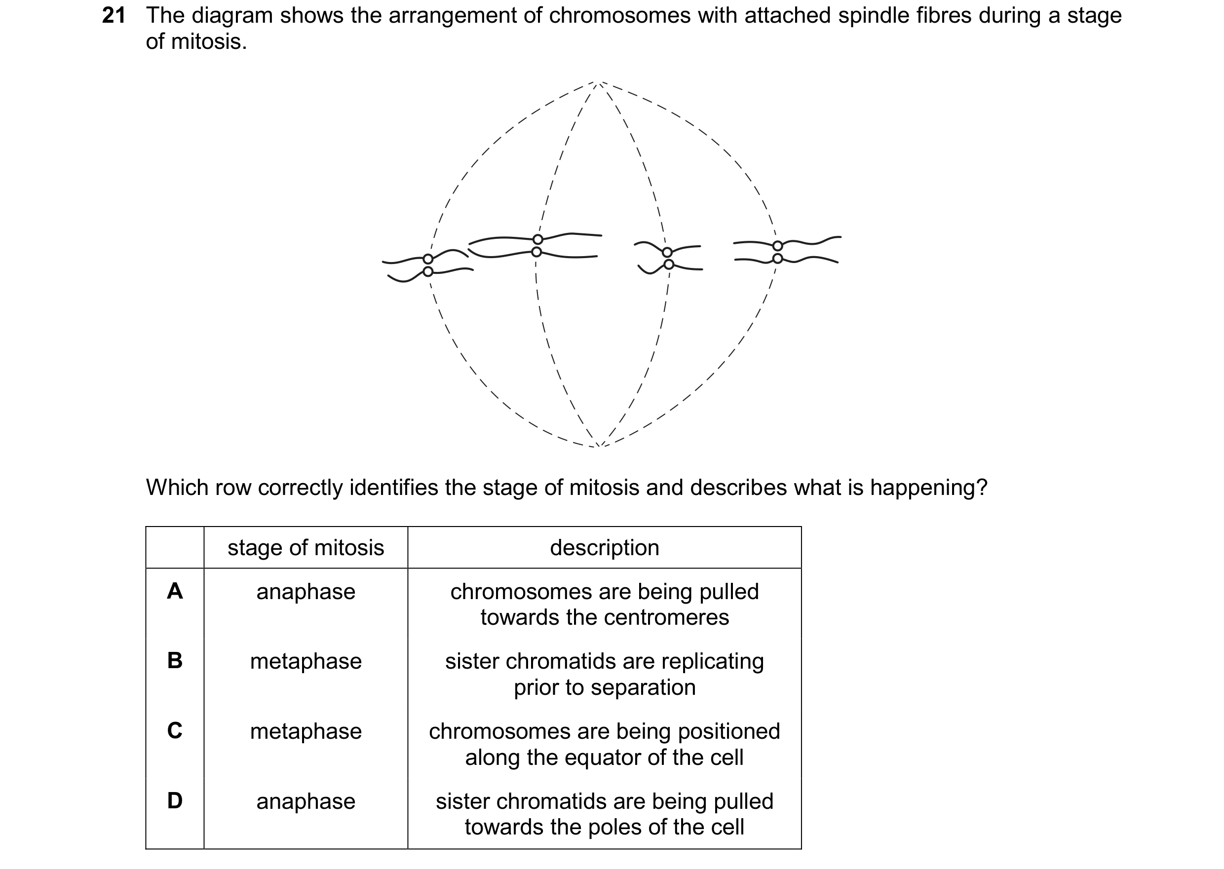 Question 128: The diagram shows the arrangement of chromosomes with attached spindle fibres during a stage of mitosis. Which row correctly identifies the…