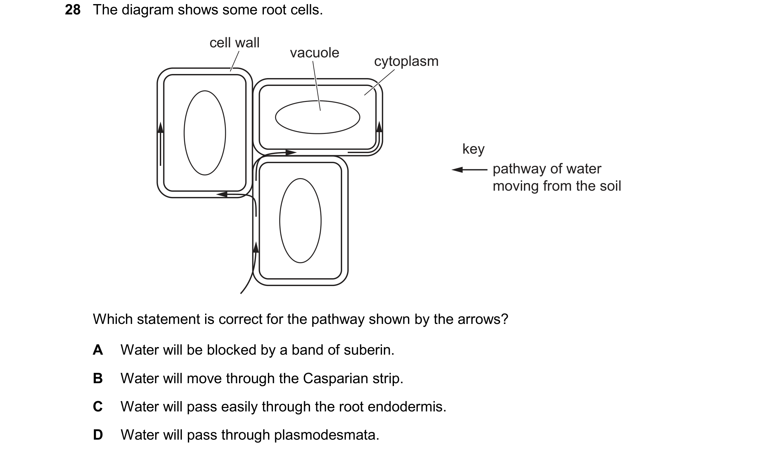 Question 329: The diagram shows some root cells. cell wall vacuole cytoplasm key pathway of water moving from the soil Which statement is correct for the…