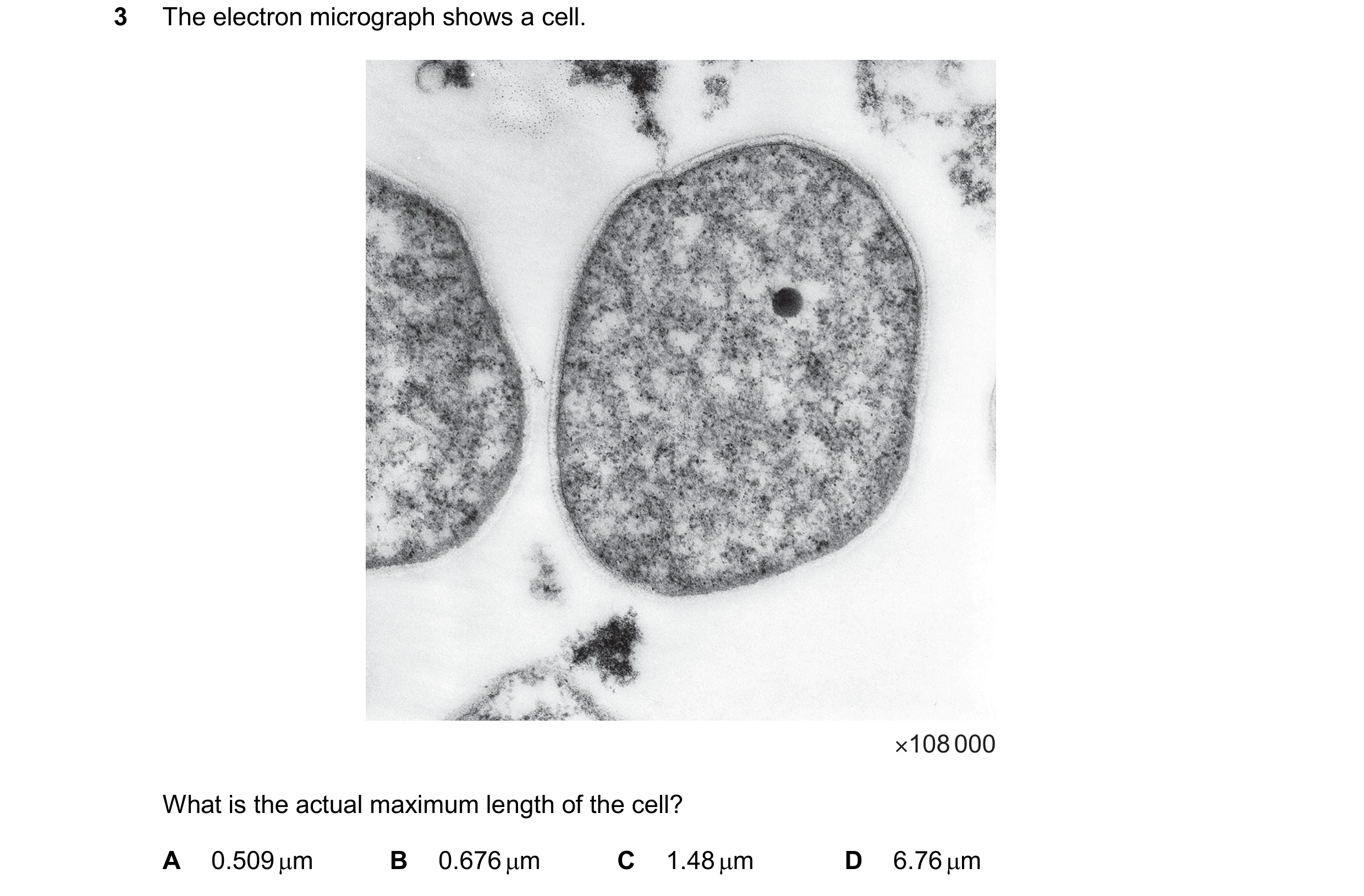 Question 189: The electron micrograph shows a cell. ×108 000 What is the actual maximum length of the cell? A 0.509 m B 0.676 m C 1.48 m D 6.76 m