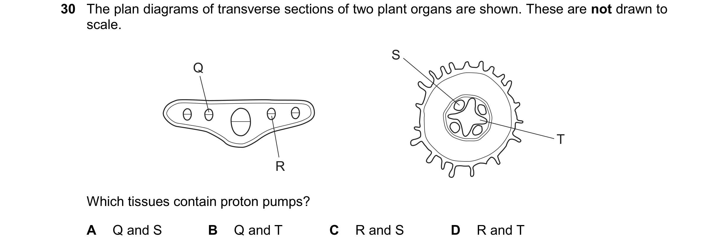 Question 331: The plan diagrams of transverse sections of two plant organs are shown. These are not drawn to scale. S Q T R Which tissues contain proton …