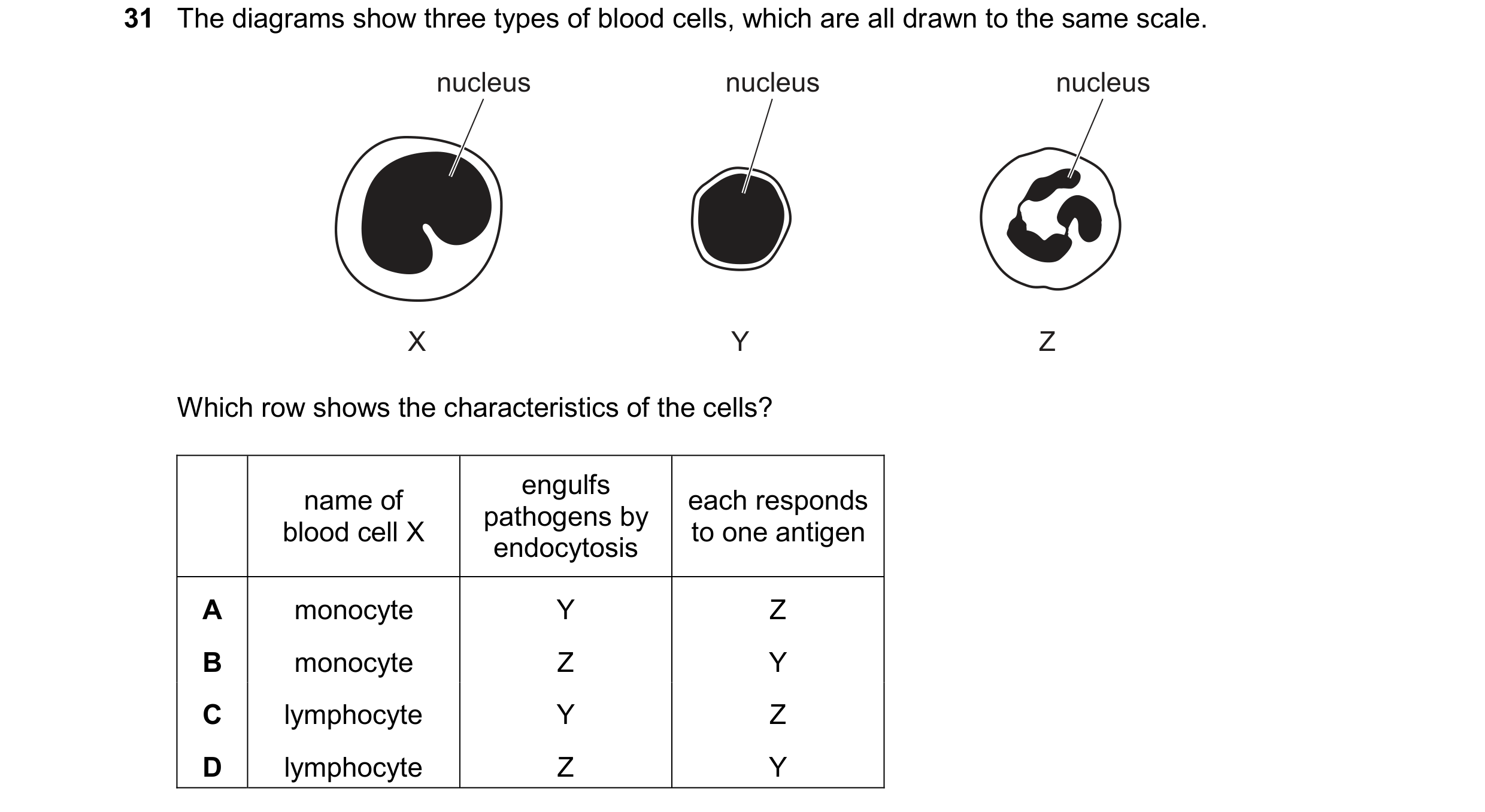 Question 140: The diagrams show three types of blood cells, which are all drawn to the same scale. nucleus nucleus nucleus X Y Z Which row shows the char…