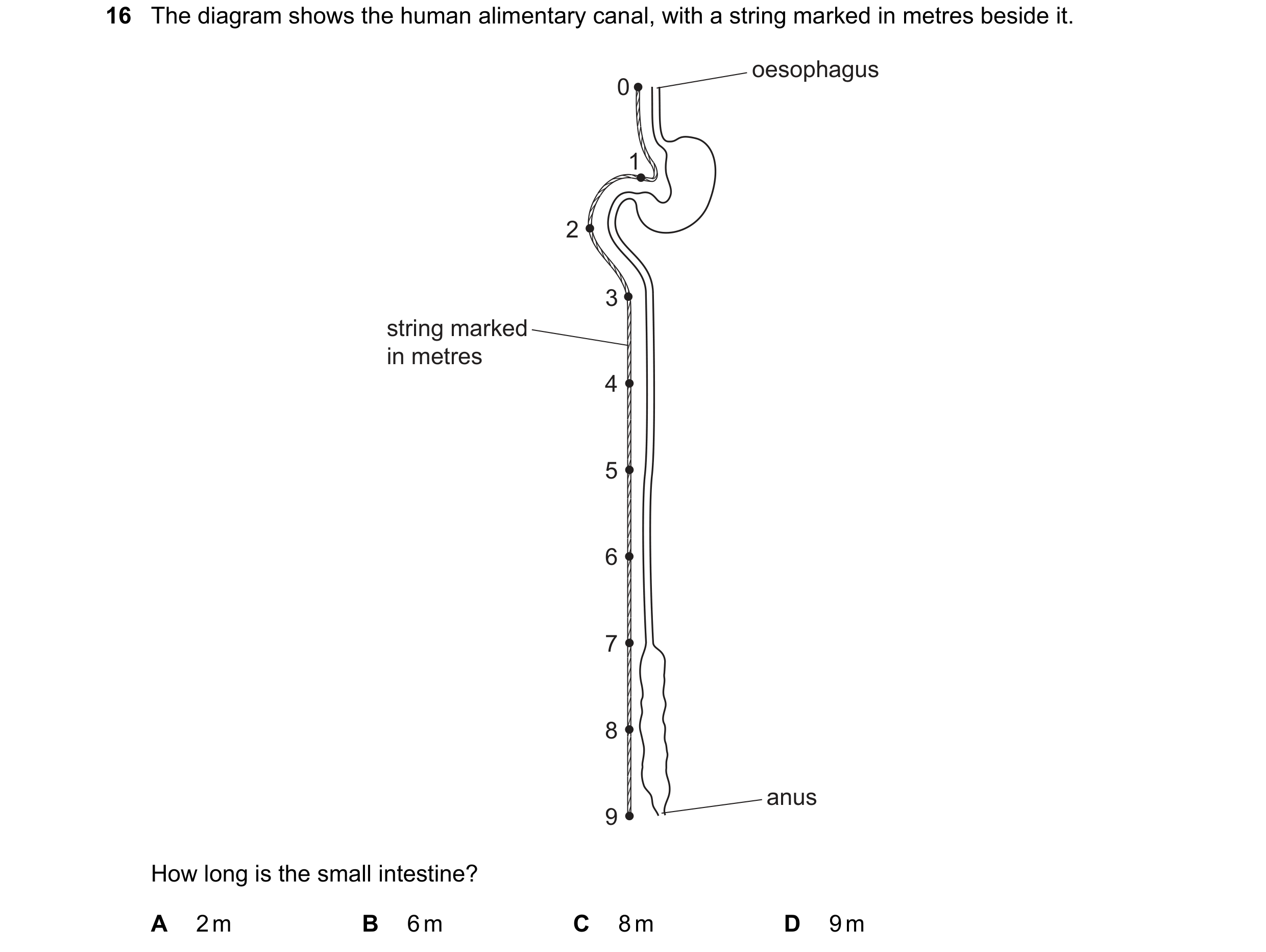 Question 13: The diagram shows the human alimentary canal, with a string marked in metres beside it. oesophagus 0 1 2 3 string marked in metres 4 5 6 7 …