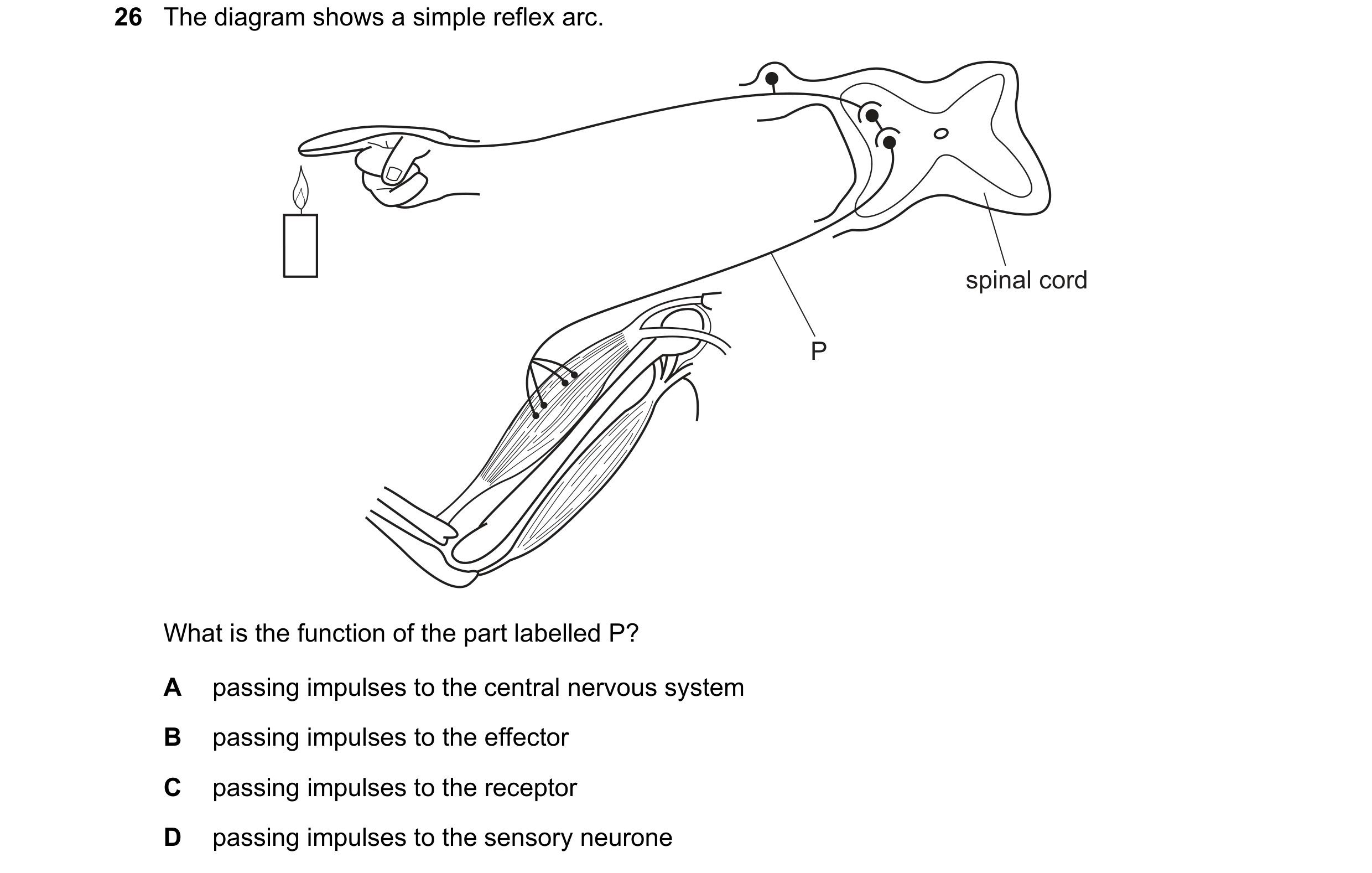 Question 22: The diagram shows a simple reflex arc. spinal cord P What is the function of the part labelled P? A passing impulses to the central nervous…