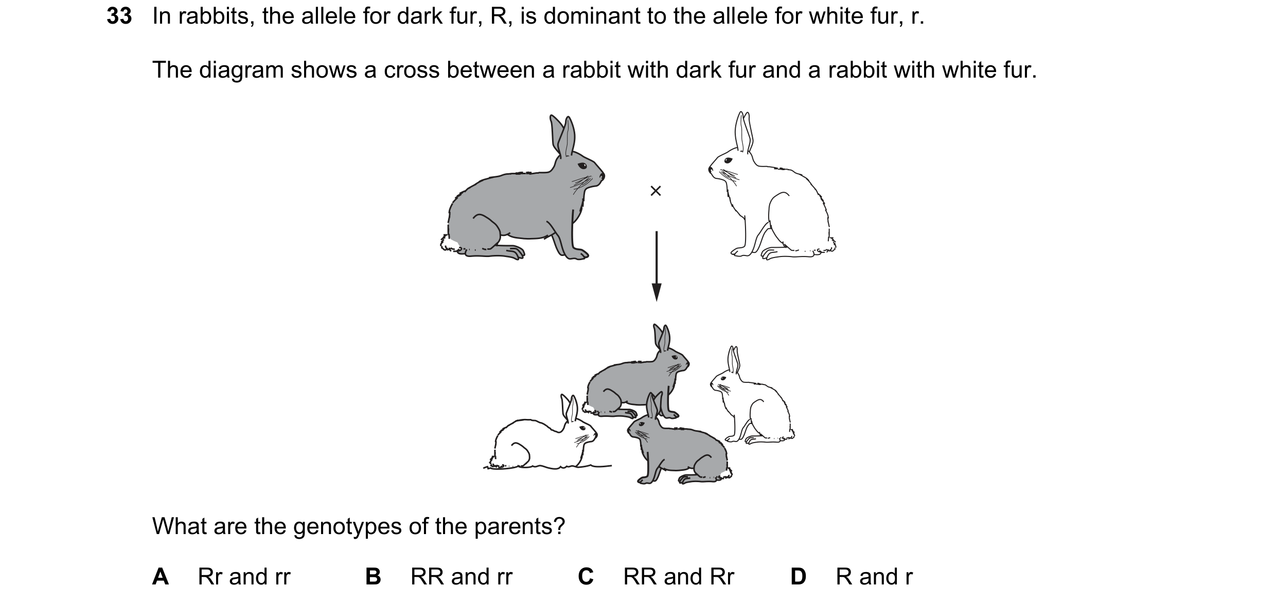 Question 12: In rabbits, the allele for dark fur, R, is dominant to the allele for white fur, r. The diagram shows a cross between a rabbit with dark fu…