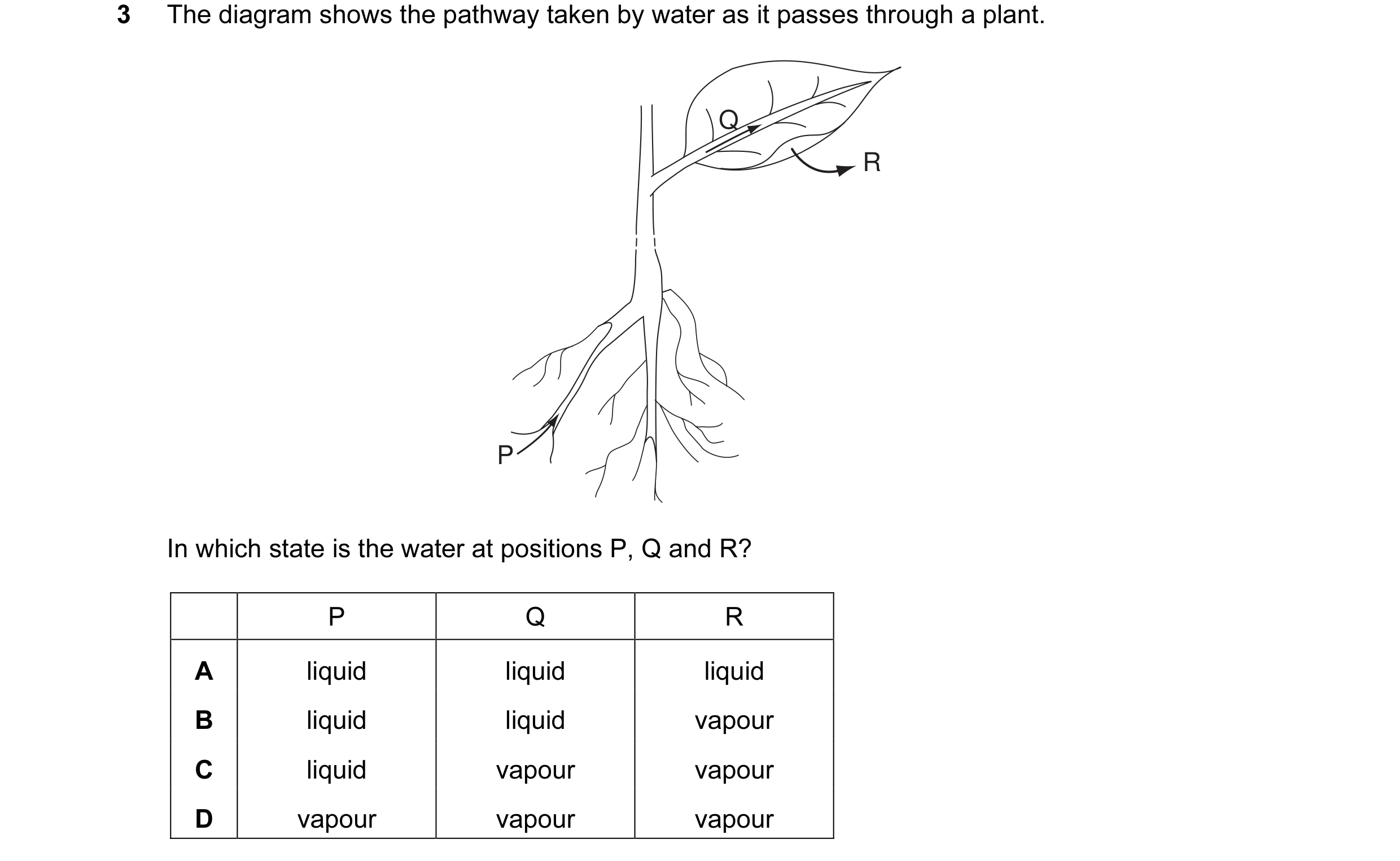 Question 1: The diagram shows the pathway taken by water as it passes through a plant. Q R P In which state is the water at positions P, Q and R? P Q R…