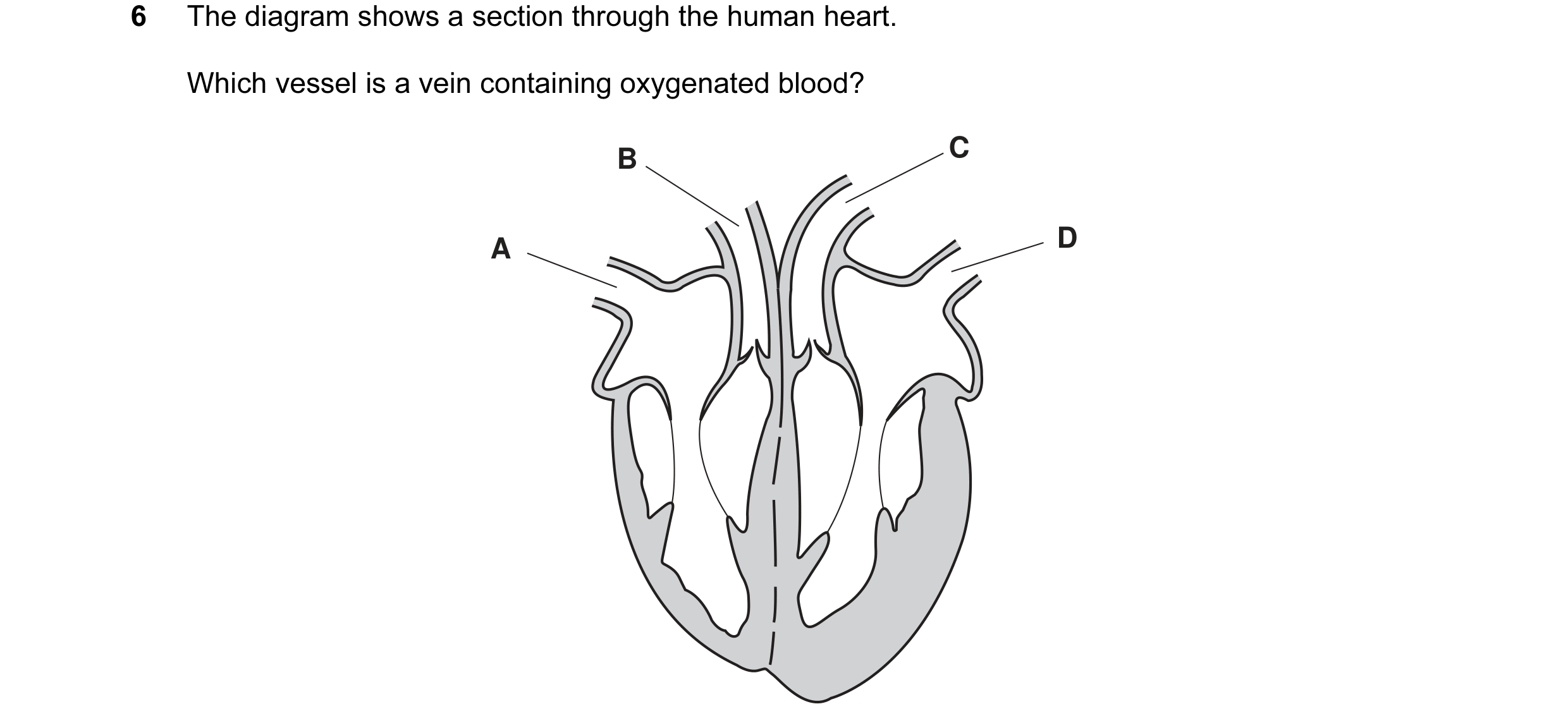 Question 3: The diagram shows a section through the human heart. Which vessel is a vein containing oxygenated blood? B C A D