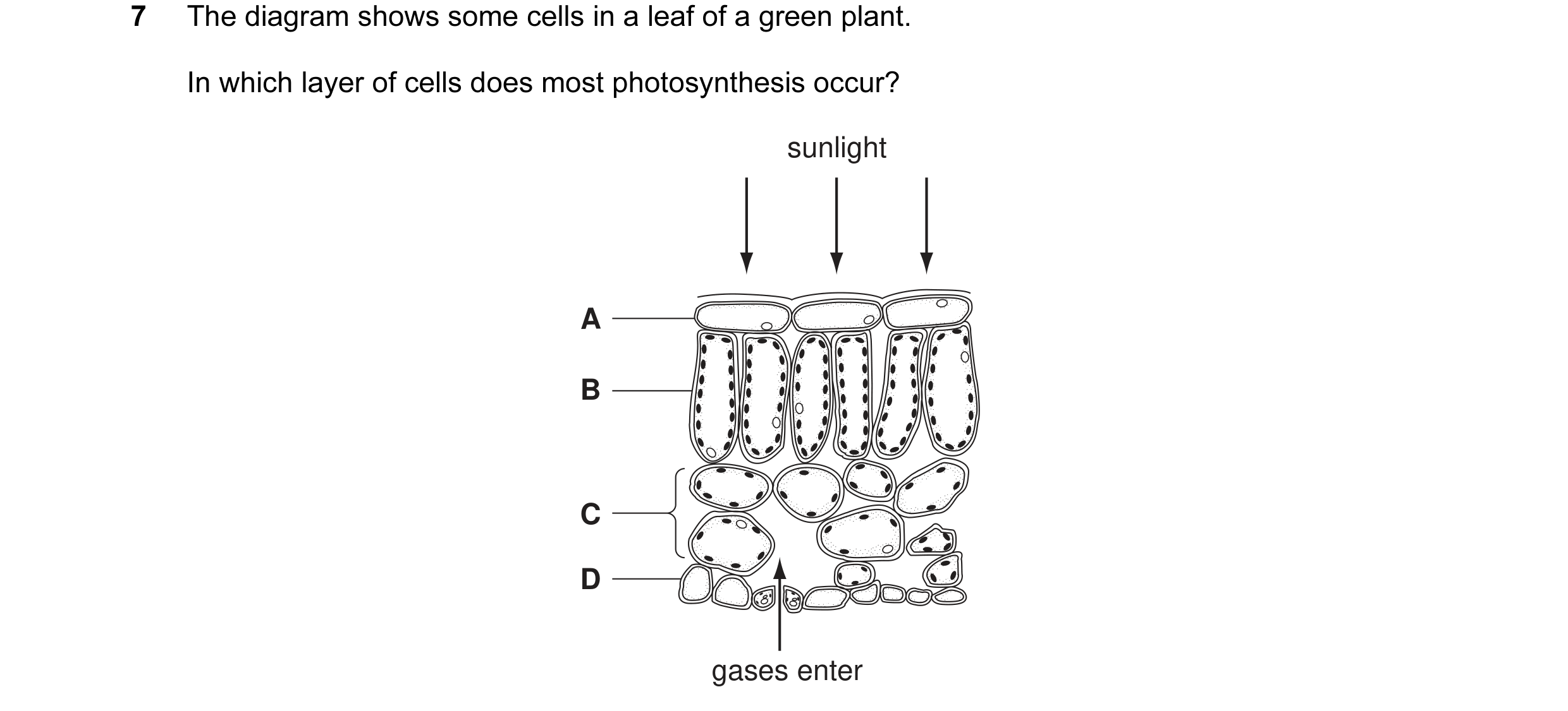 Question 2: The diagram shows some cells in a leaf of a green plant. In which layer of cells does most photosynthesis occur? sunlight A B C D gases ent…