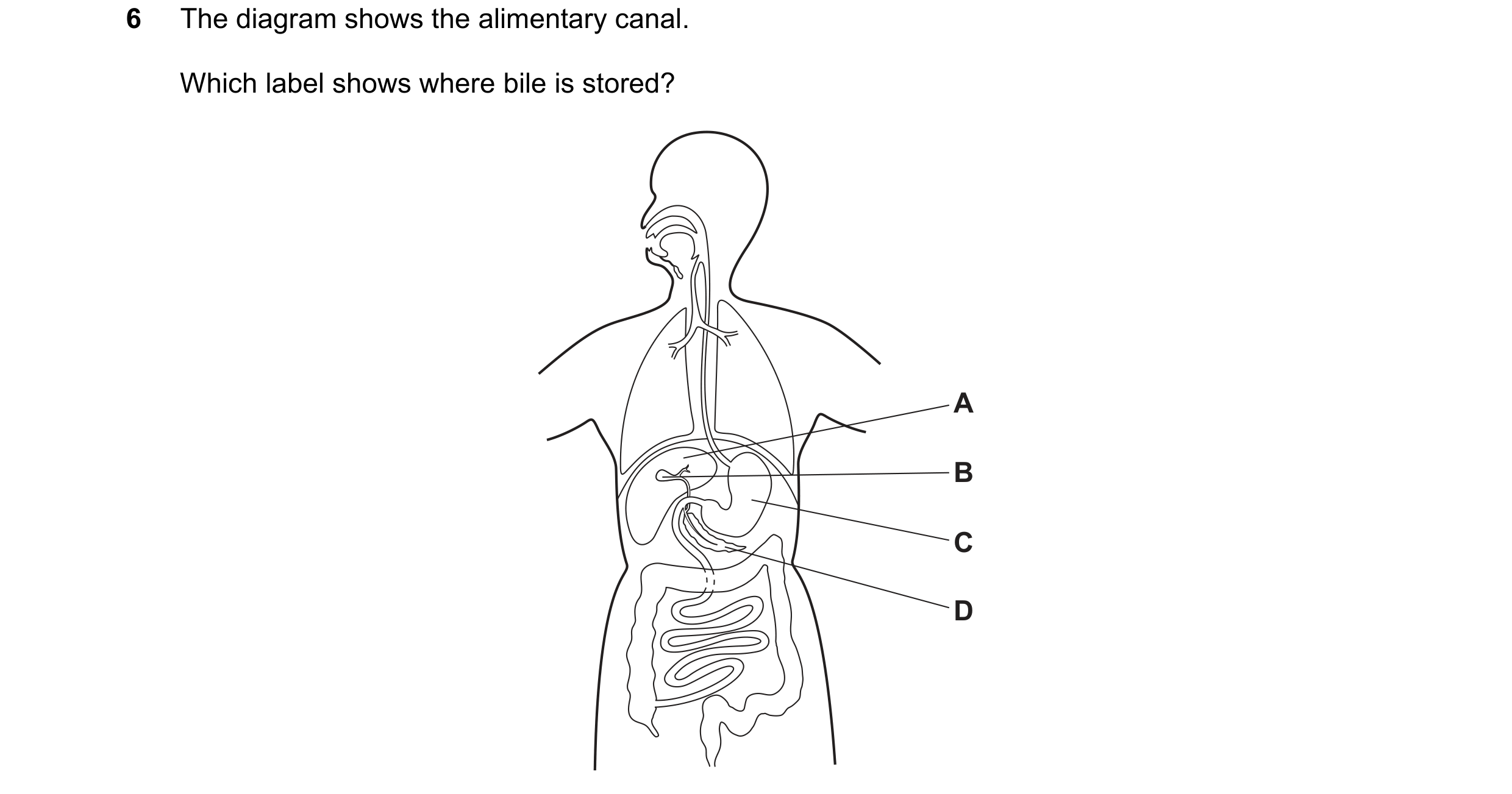 Question 6: The diagram shows the alimentary canal. Which label shows where bile is stored? A B C D
