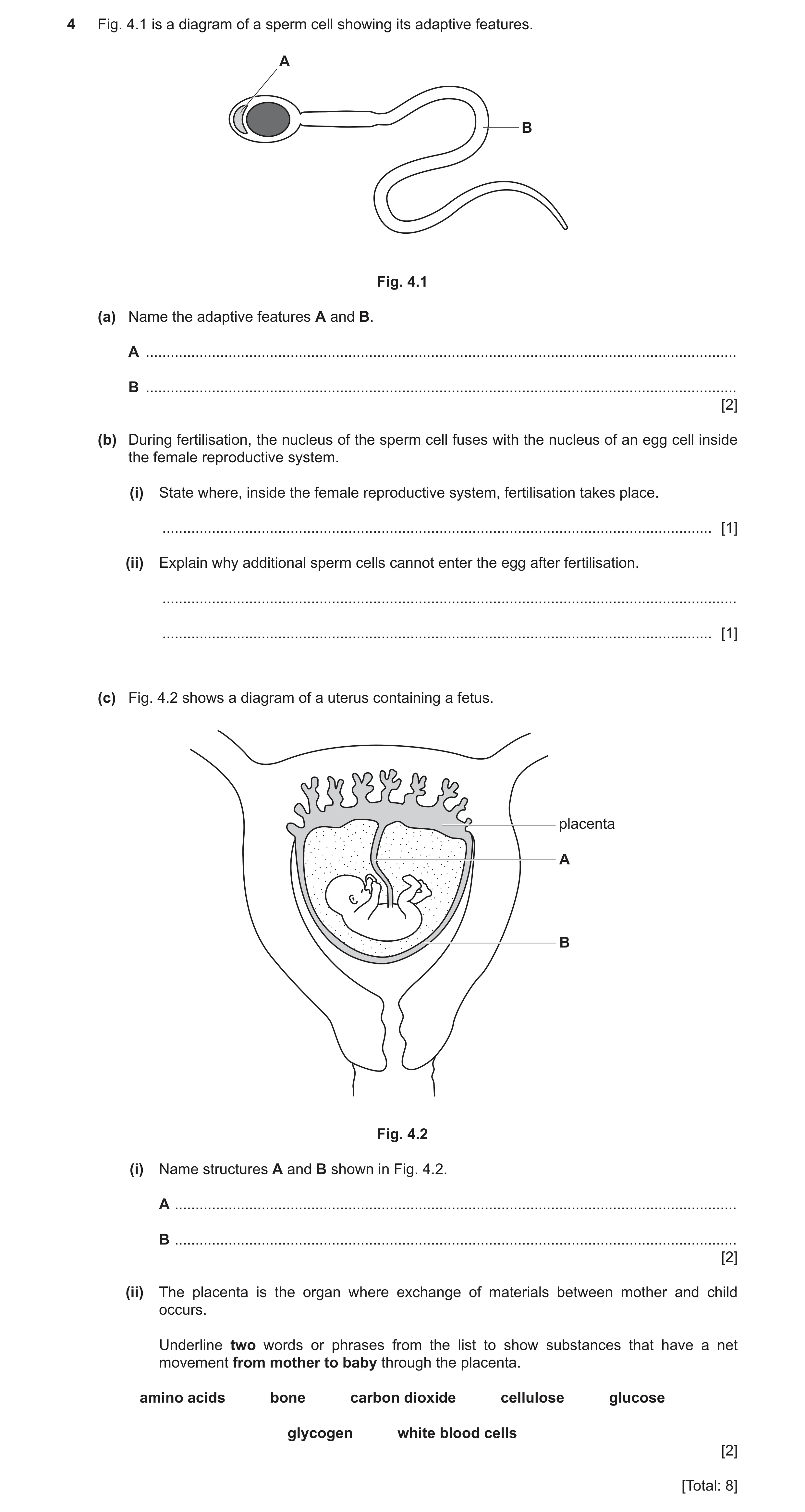 Question 5: Fig. 4.1 is a diagram of a sperm cell showing its adaptive features. A B Fig. 4.1 (a) Name the adaptive features A and B. A ...............…