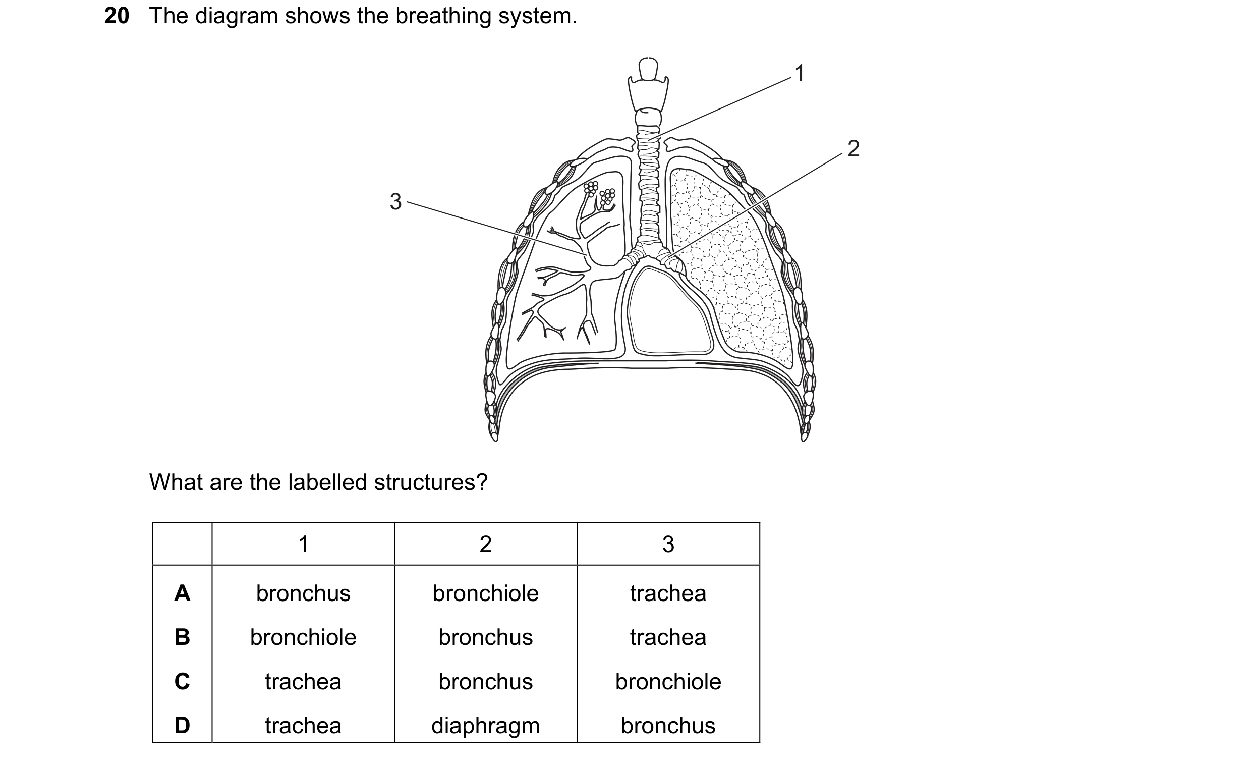 Question 10: The diagram shows the breathing system. 1 2 3 What are the labelled structures? 1 2 3 A bronchus bronchiole trachea B bronchiole bronchus t…