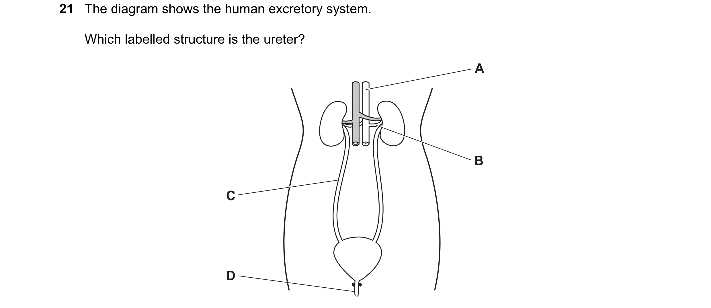 Question 7: The diagram shows the human excretory system. Which labelled structure is the ureter? A B C D